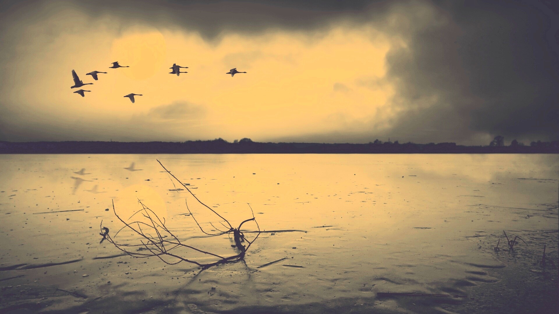 Полет птиц над озером обои