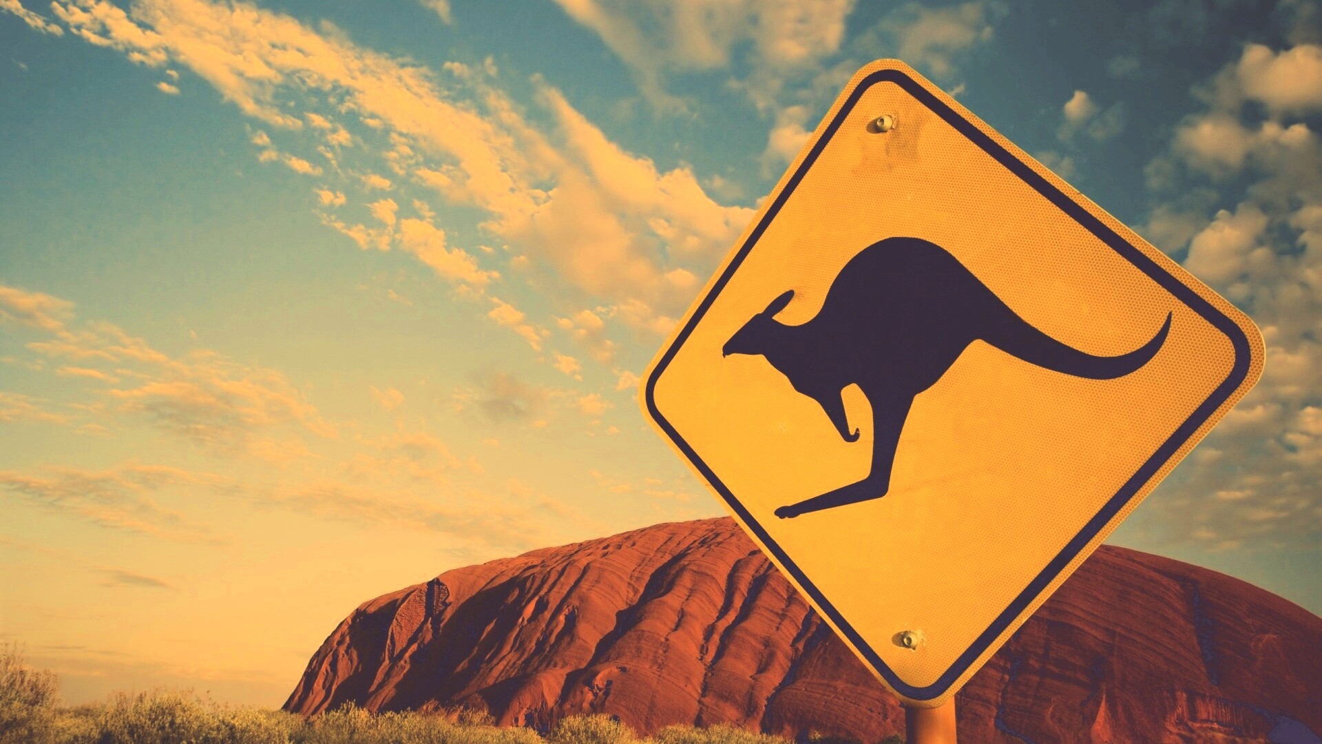 Осторожно, кенгуру! обои