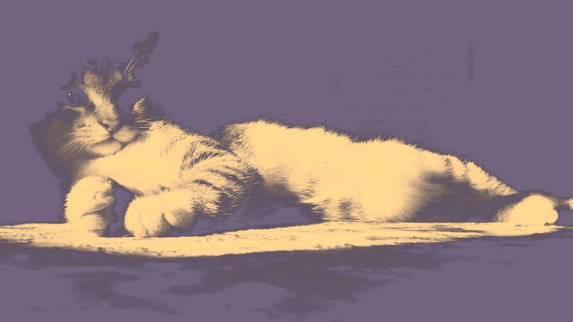 Котик в тени обои