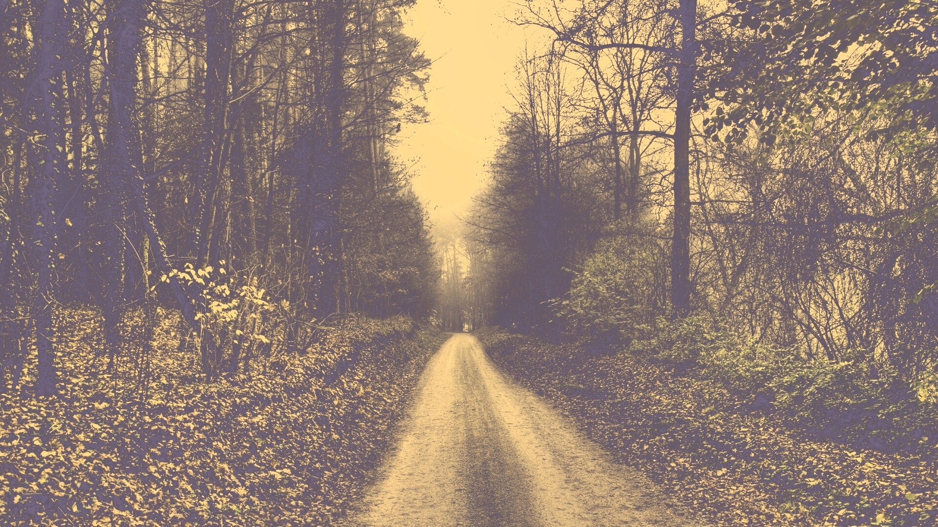 Дорога через лес обои