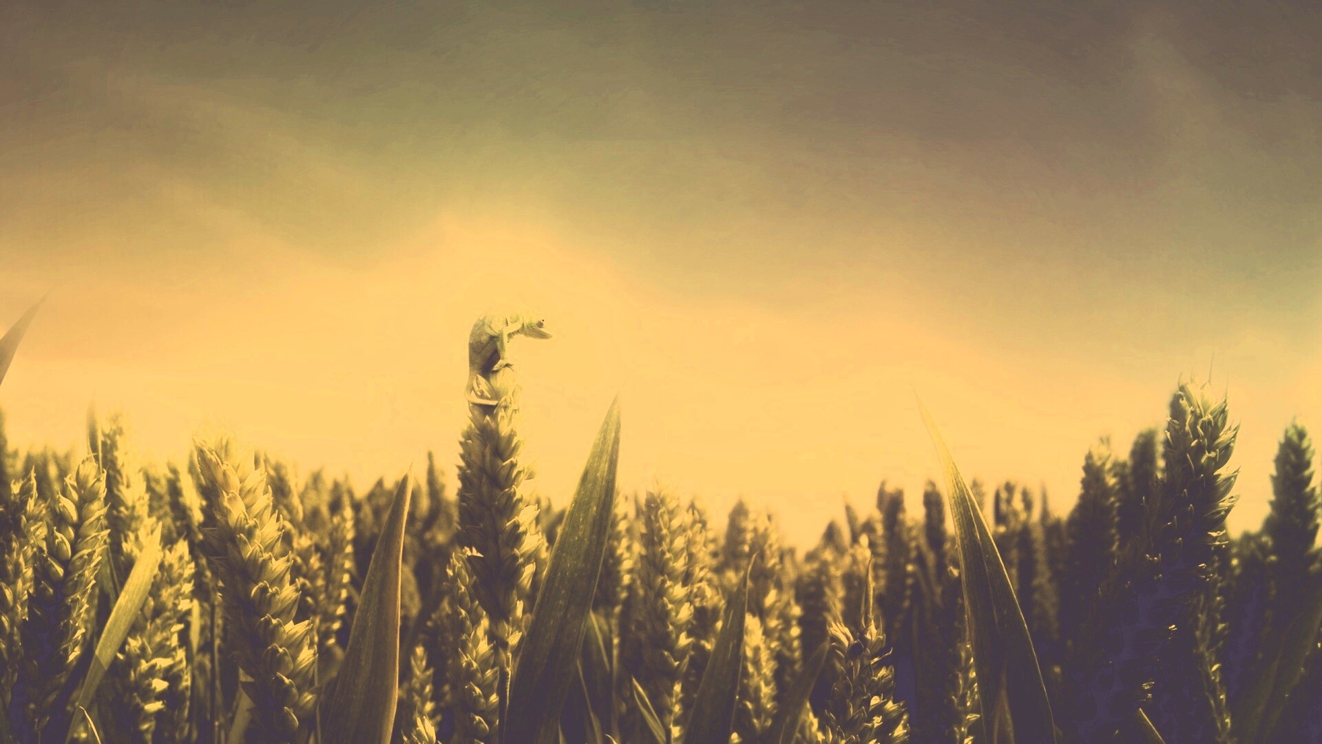 Маленький хамелеон на травинке обои