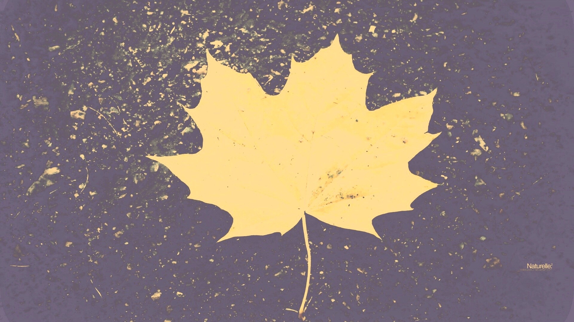 Желтый лист обои