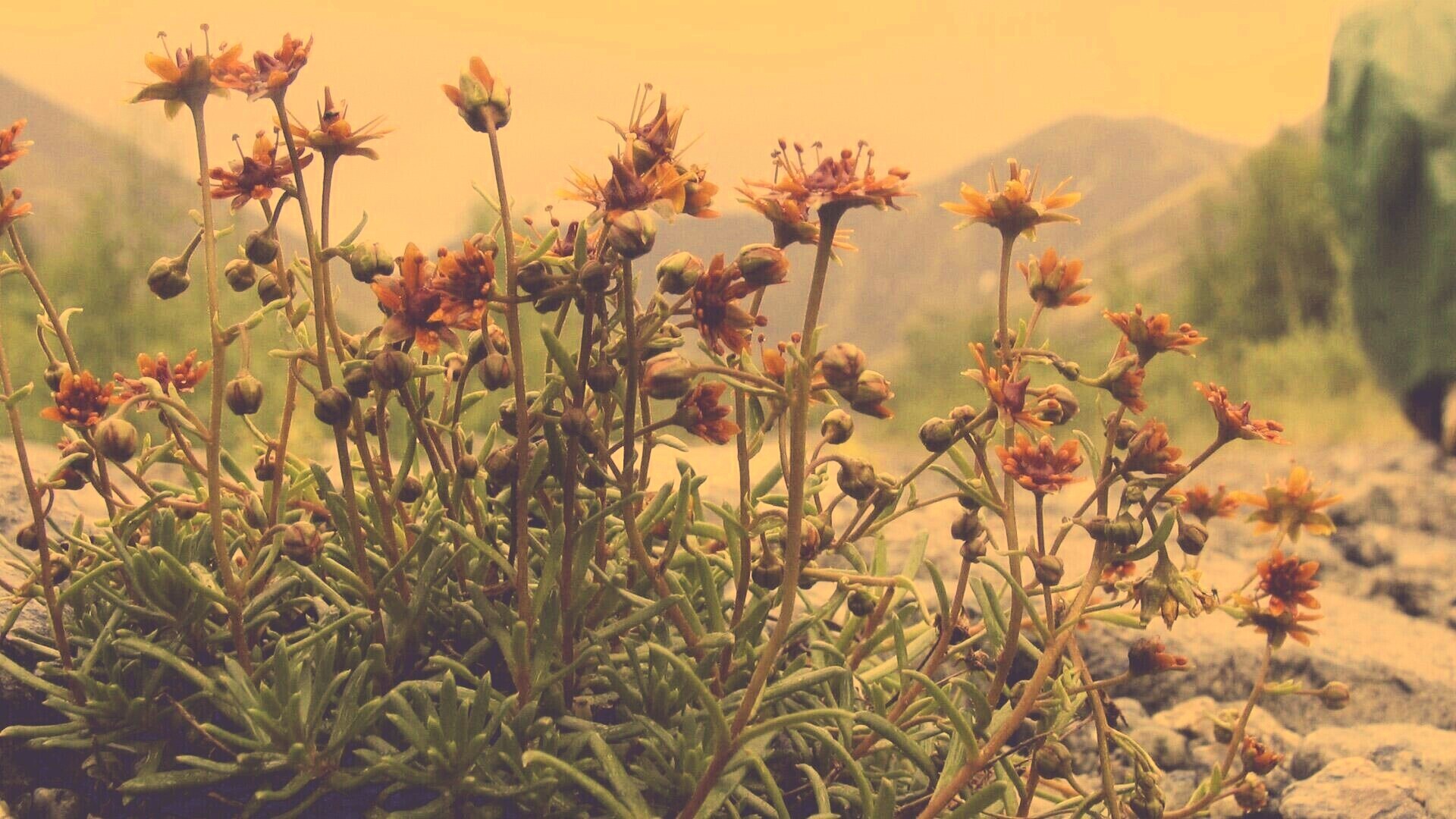 Горные цветы обои