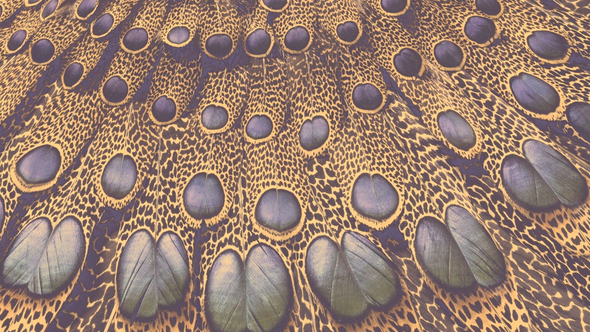 Хвост павлина обои