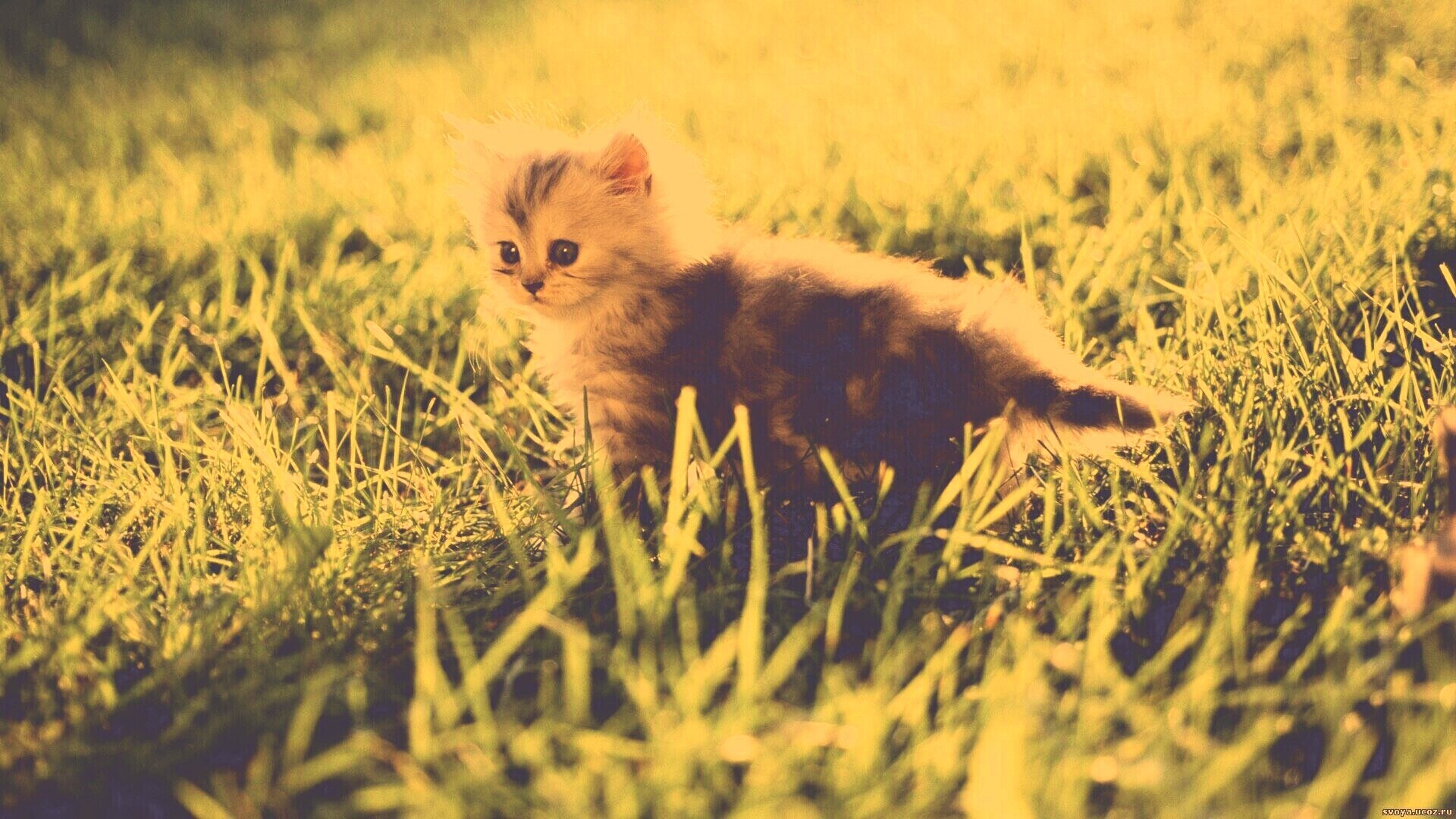 Котёнок в траве обои