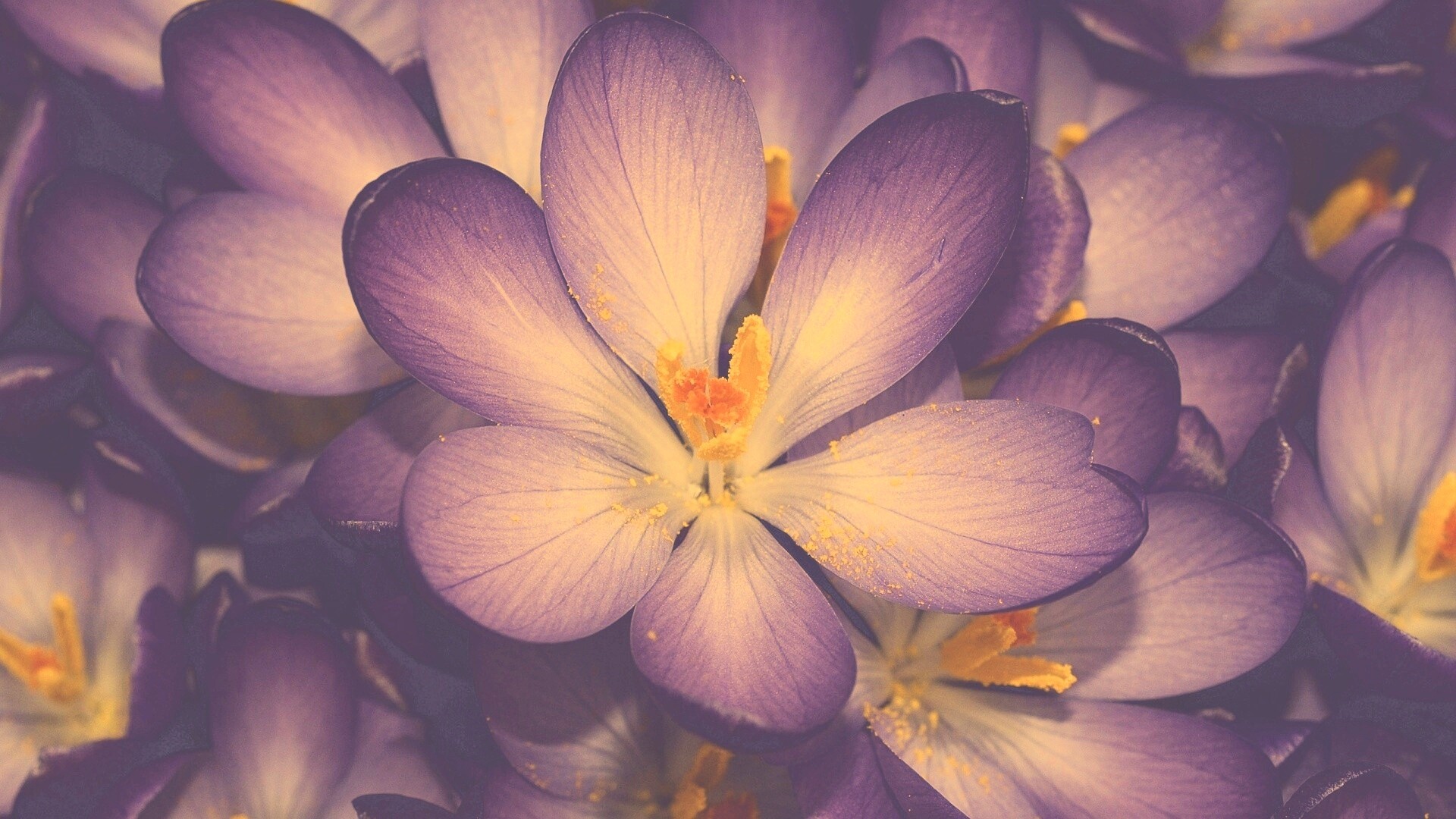 Сиреневый цветок обои