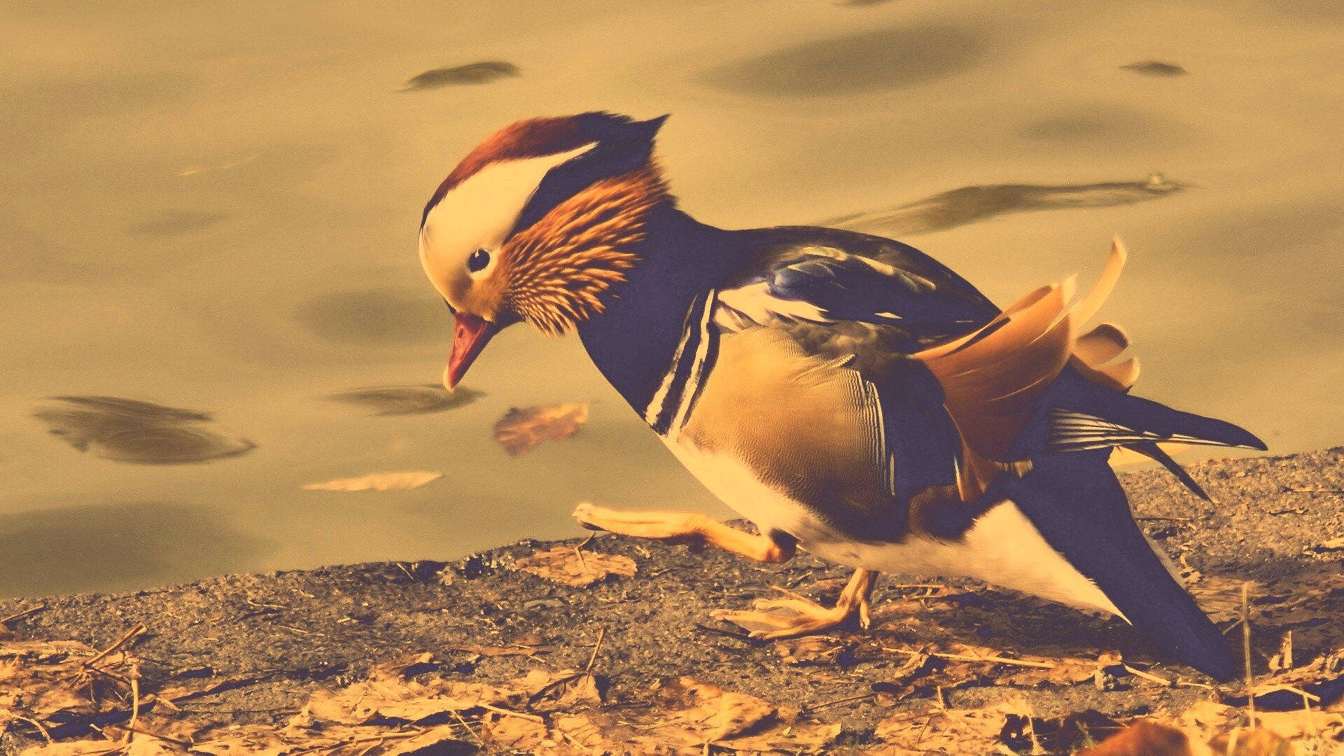 Уточка - мандаринка обои