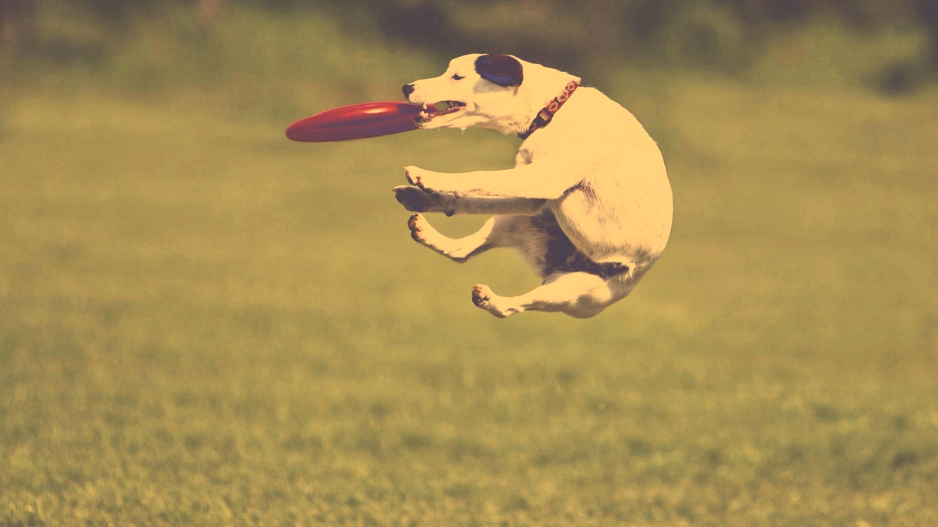 Ловкач обои