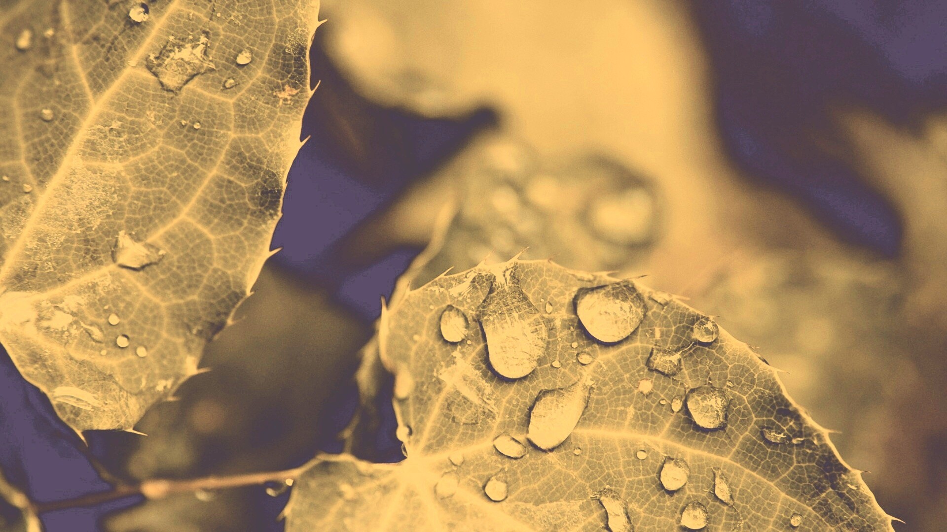 Капельки росы на листьях обои