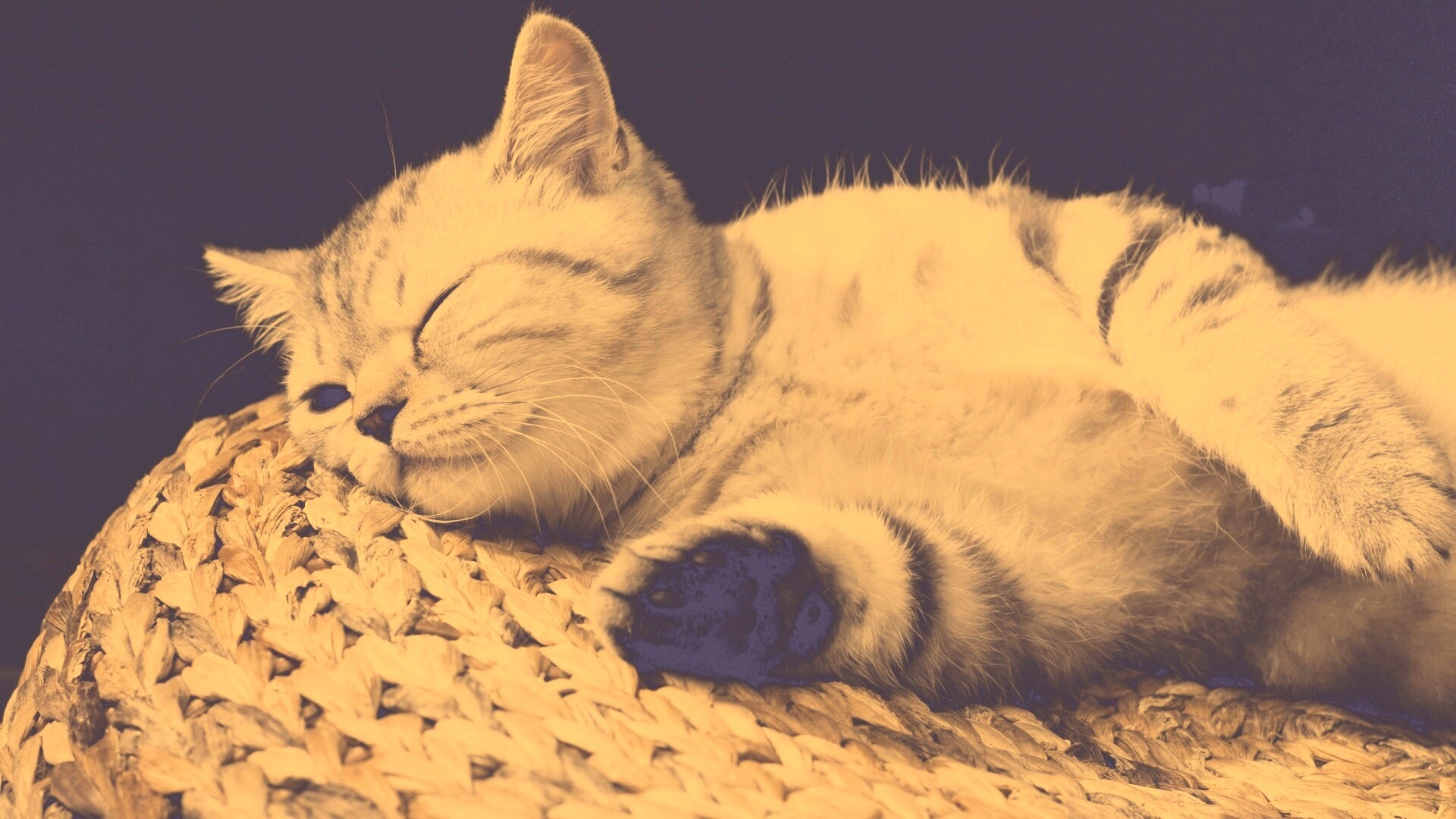 Пушистый кот спит на корзине обои
