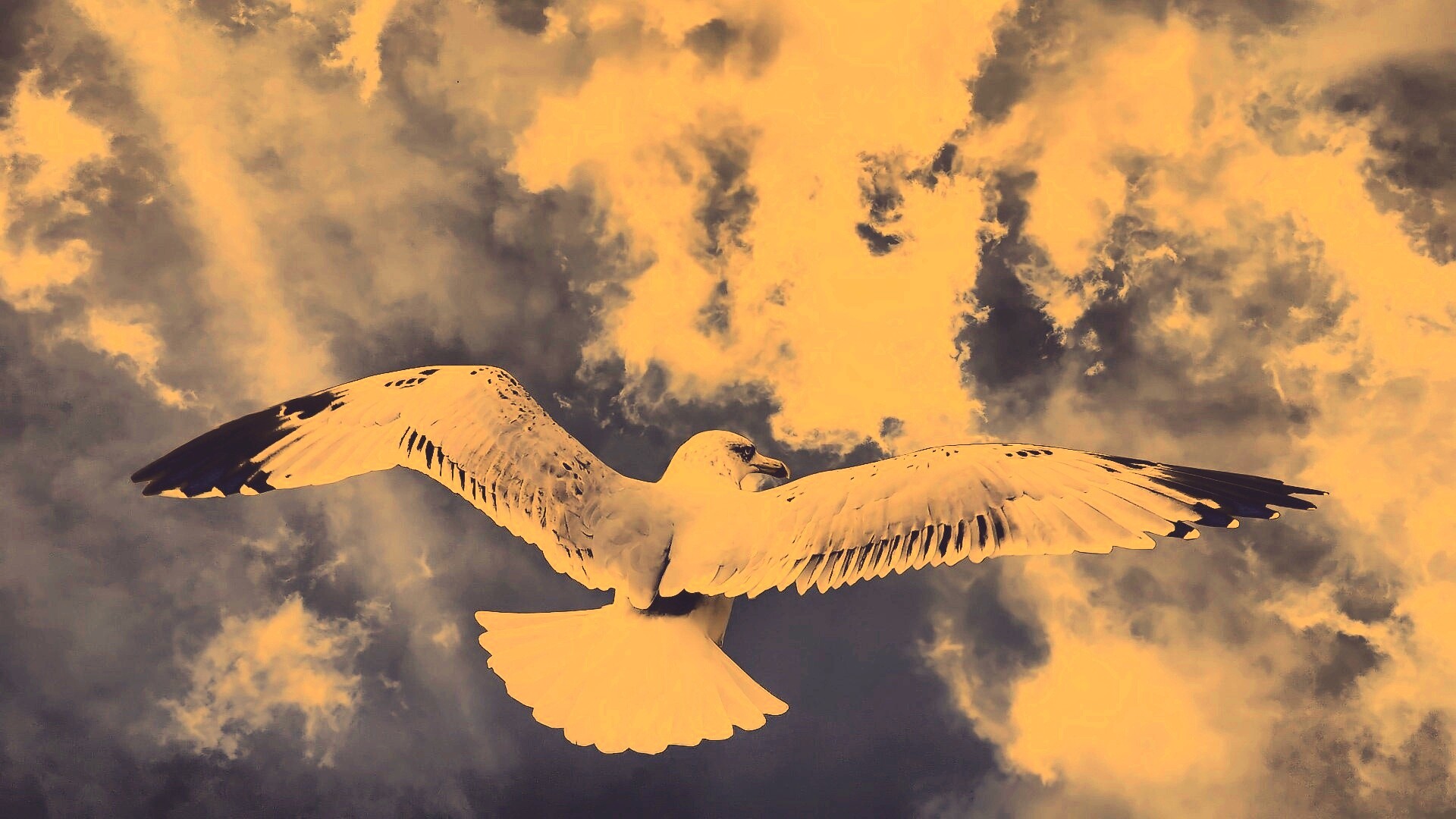 Гордая птица в полете обои