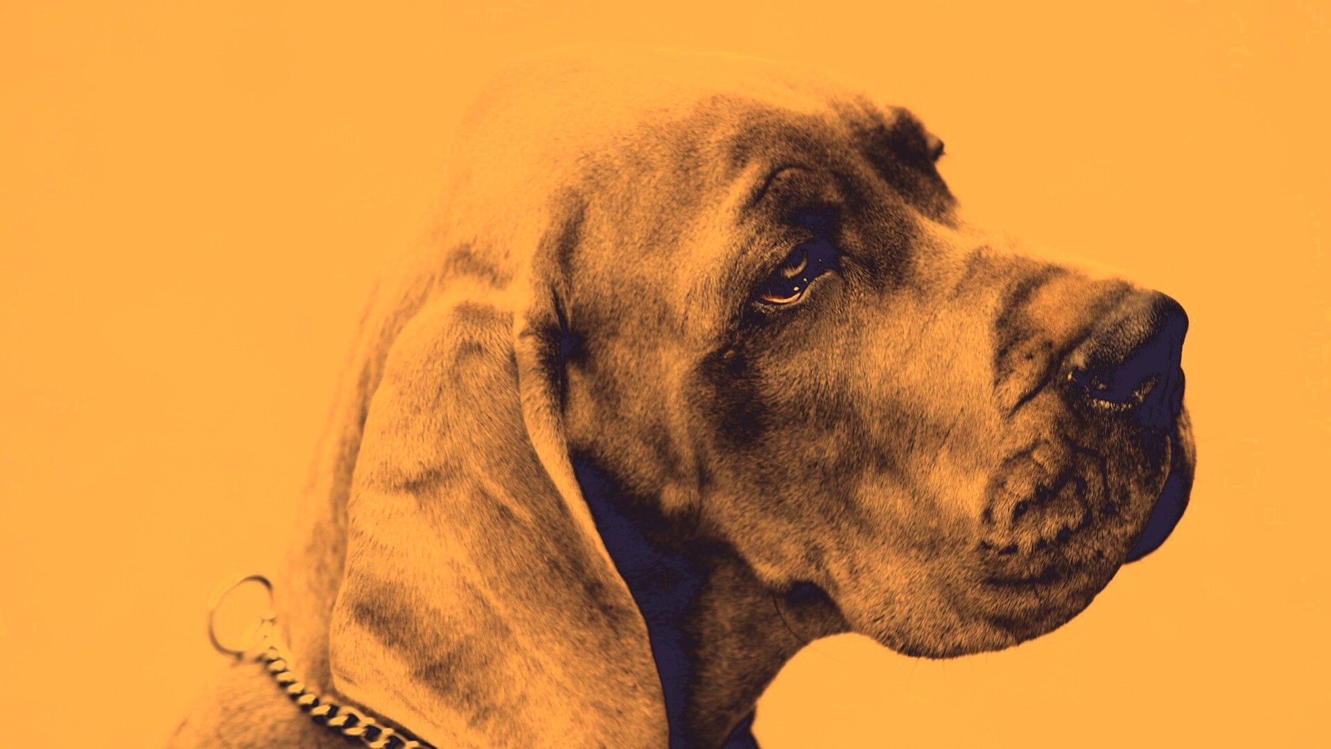 Грустная собака обои