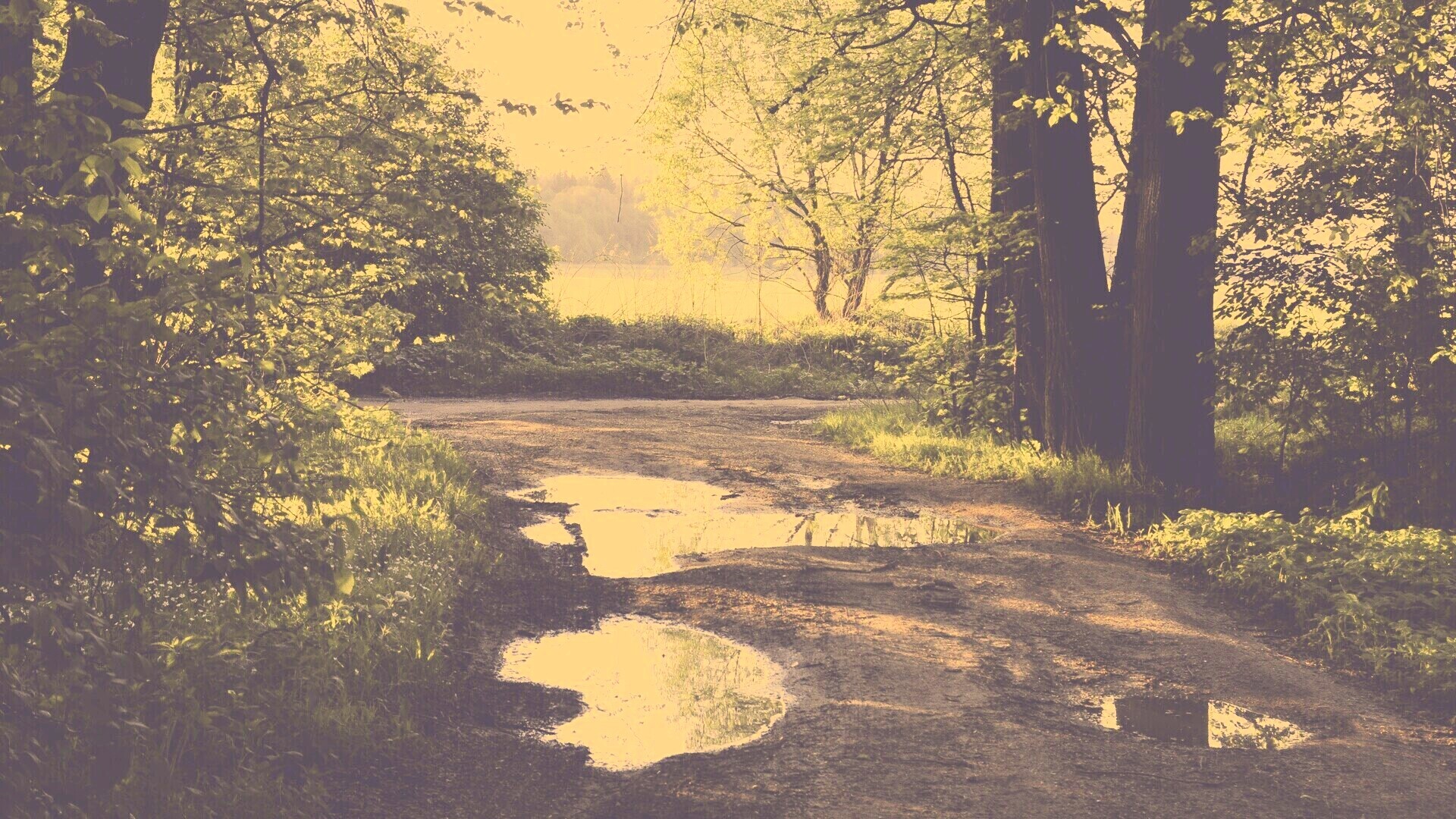 Лесная дорога обои