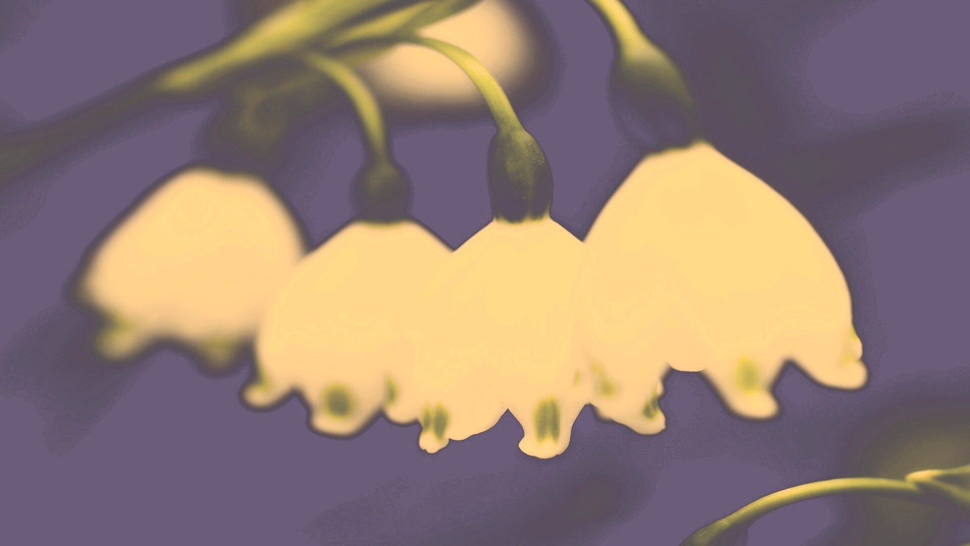 Белые ландыши обои