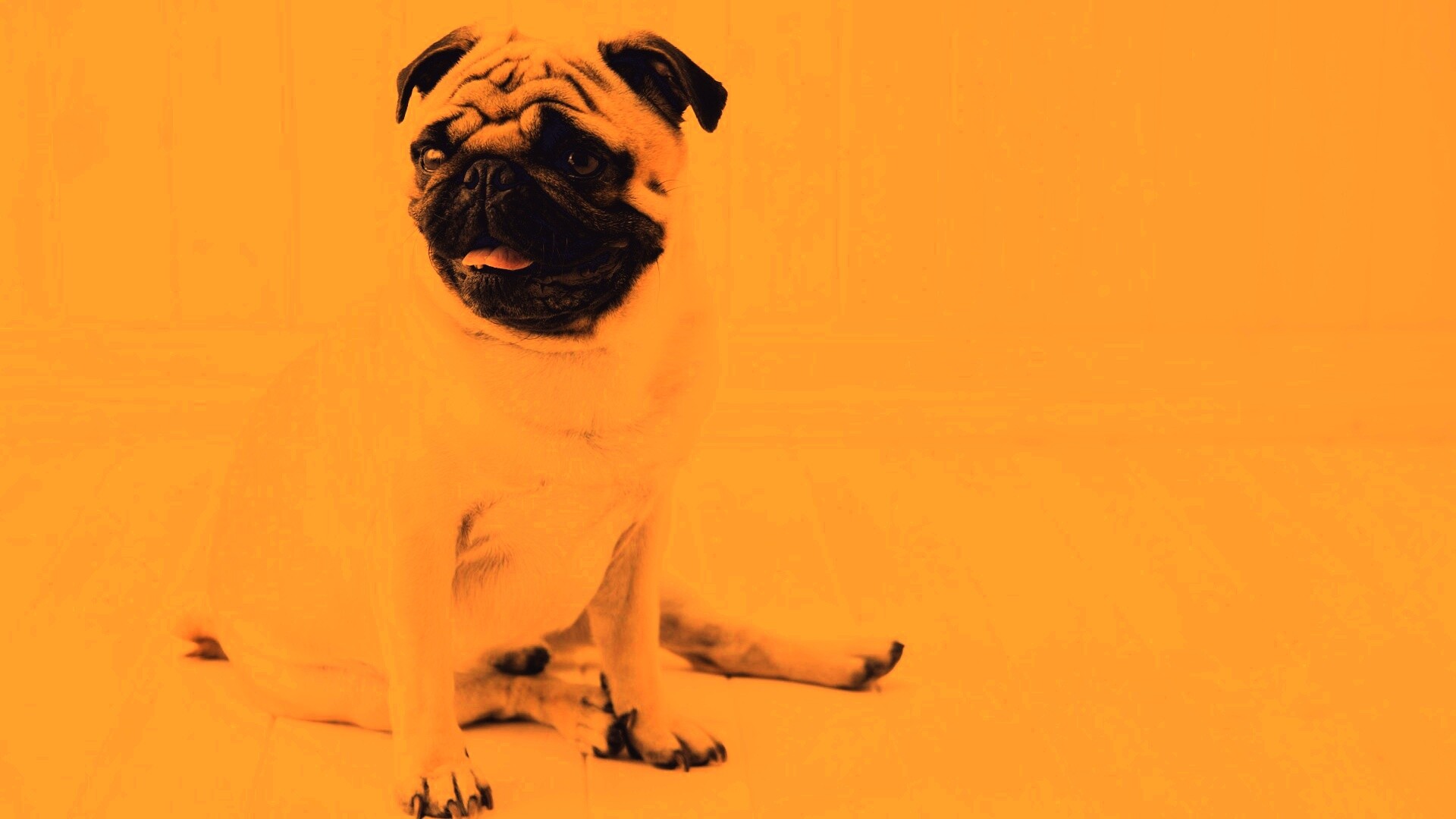 Симпатичный мопс на полу обои