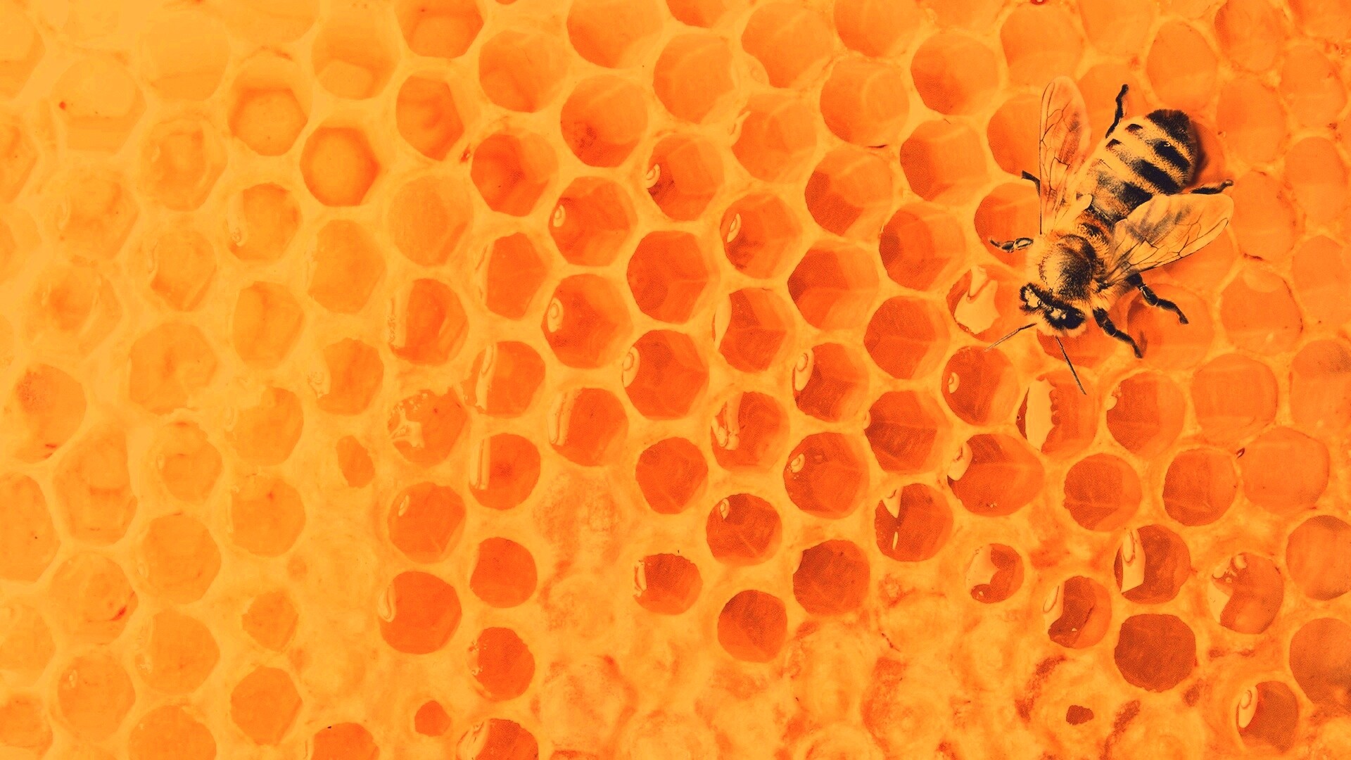 Пчела на сотах с медом обои