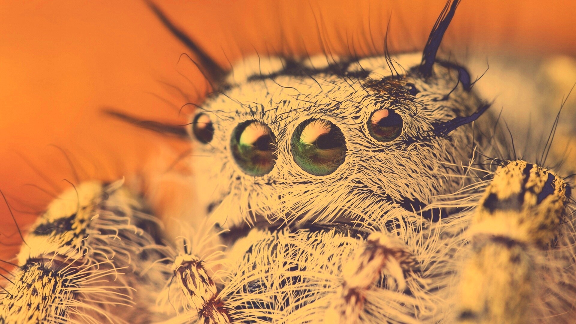 Паук в макро обои