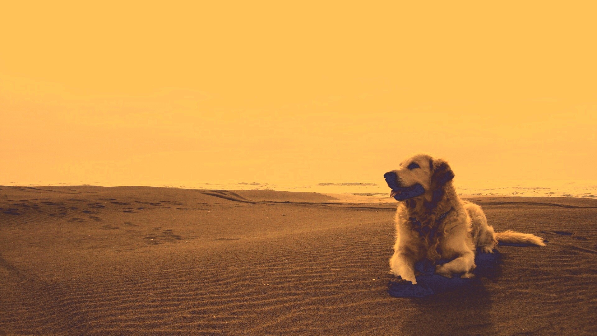 Красивая собака на оранжевом песке обои