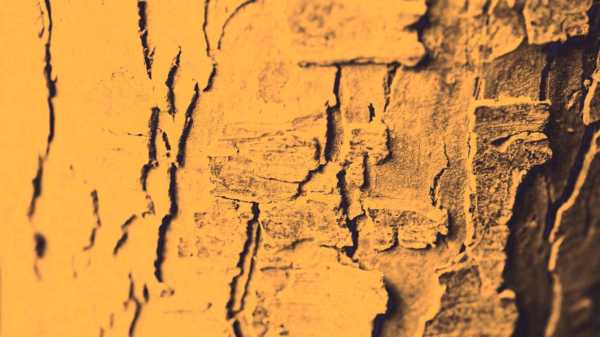 Белая кора обои