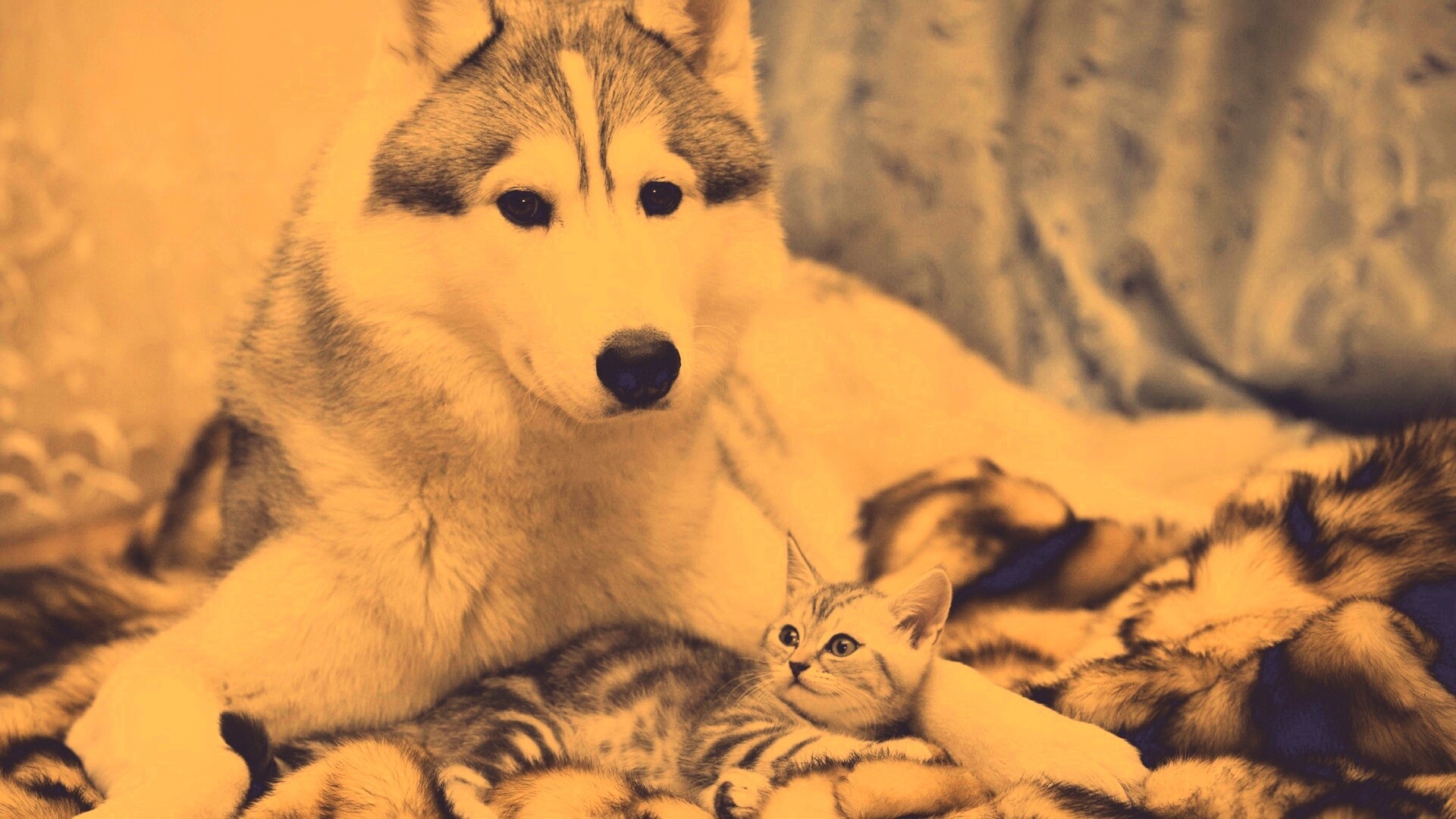 Собака и котенок обои