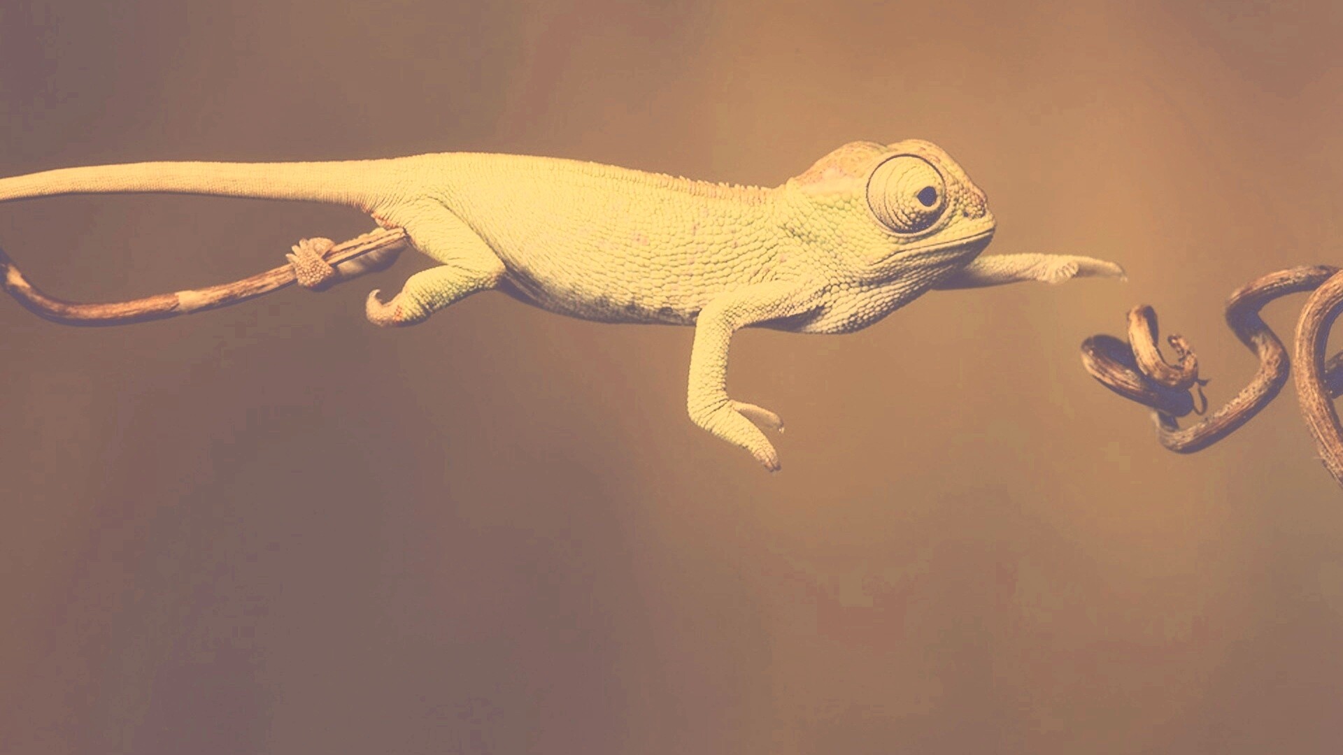 Ящерка тянется к ветке обои