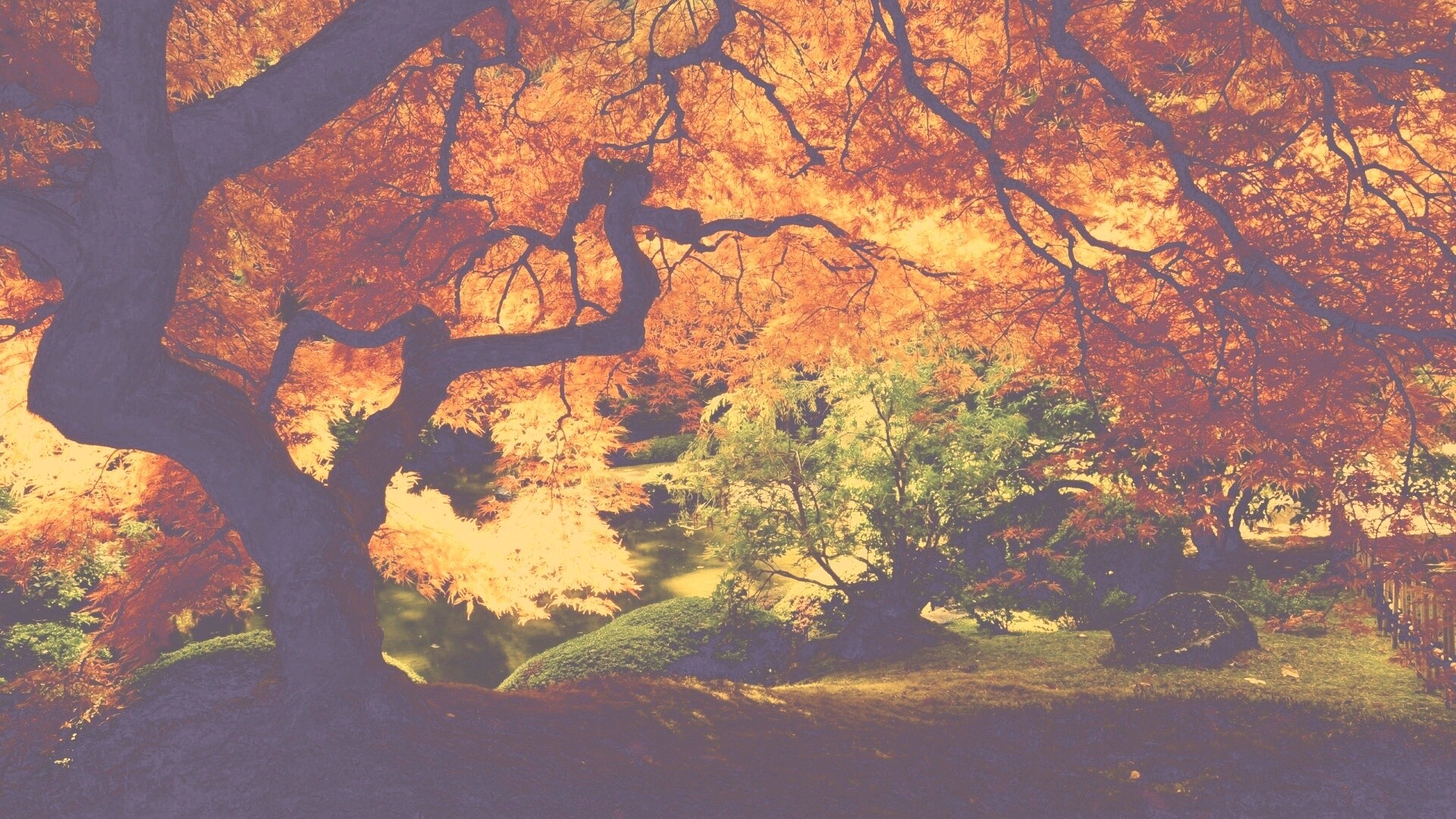 Под оранжевой кроной обои