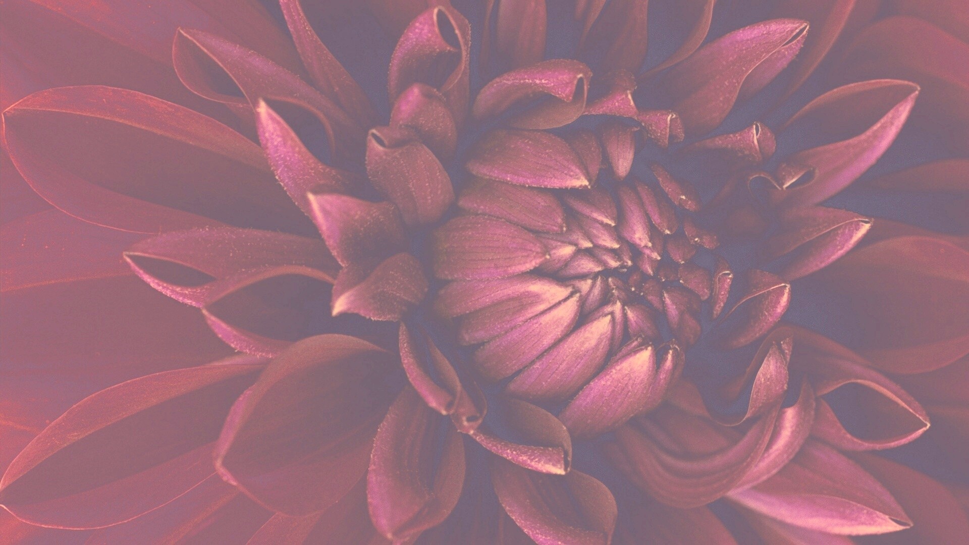 Цветок обои