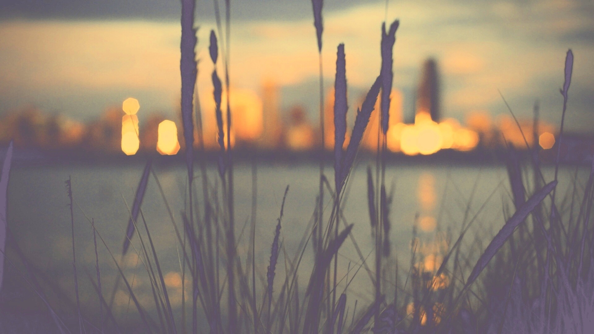Камыш на фоне вечерних огней обои
