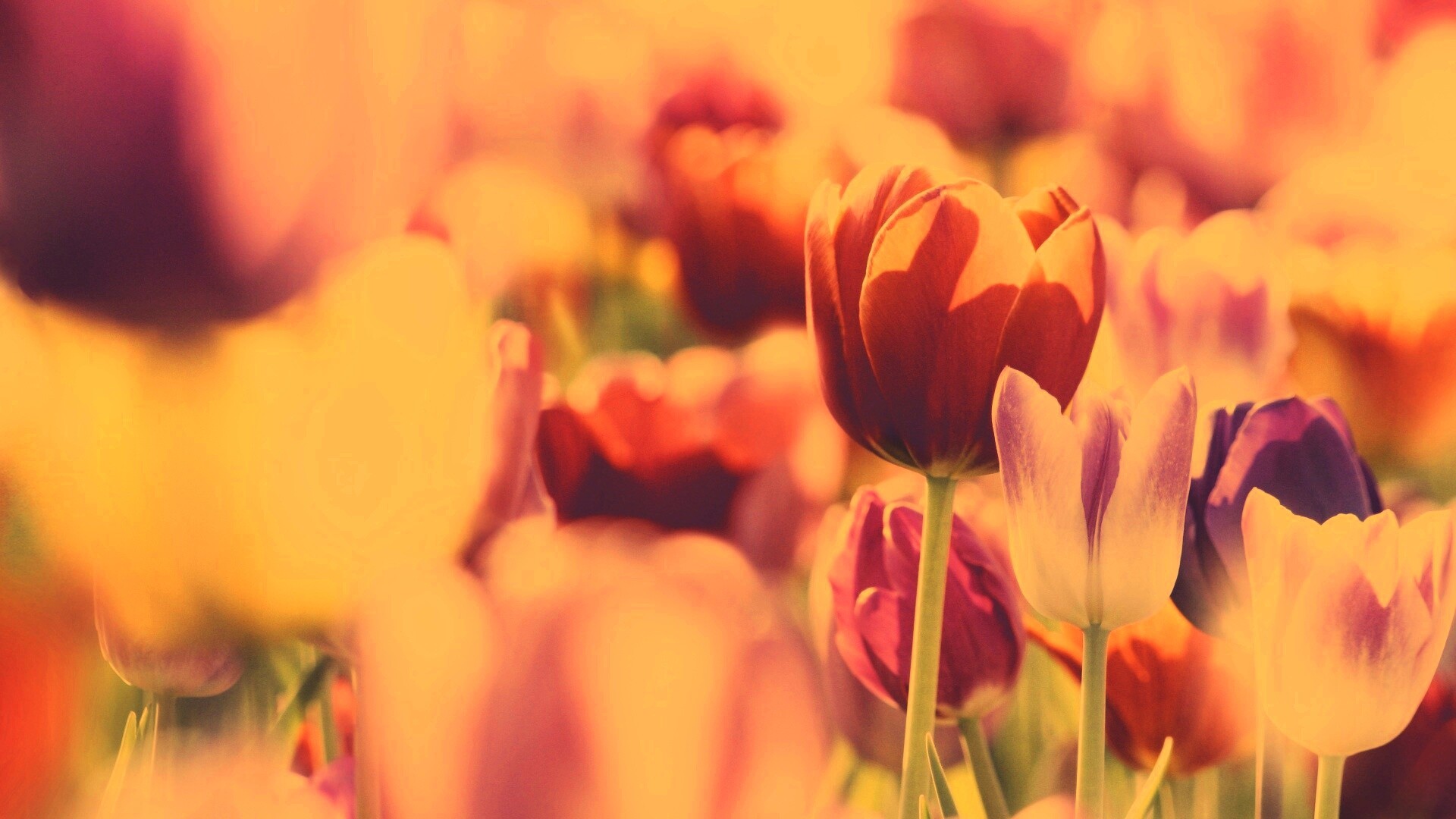 Красивые тюльпаны обои