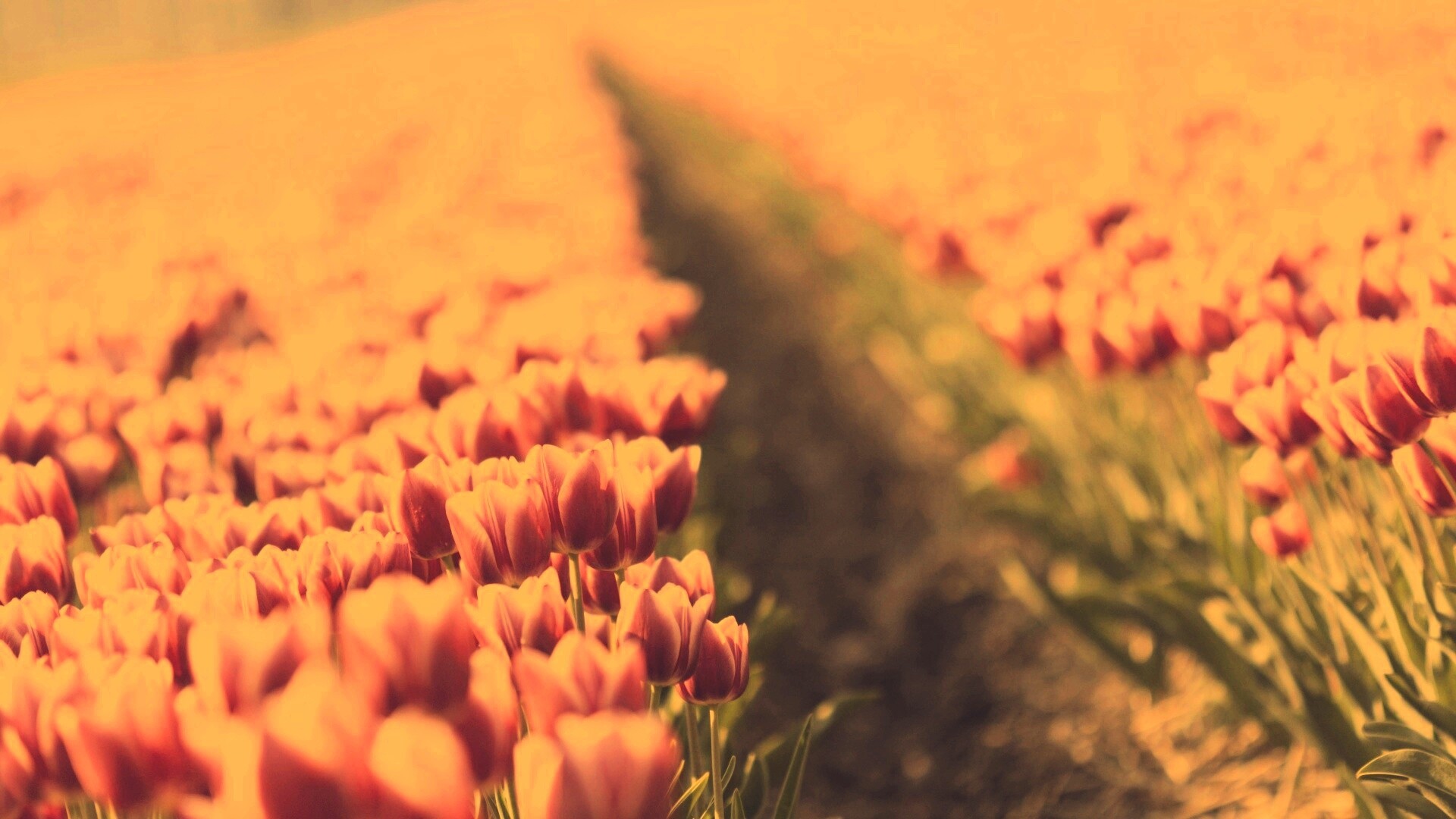 Тропинка в поле розовых тюльпанов обои