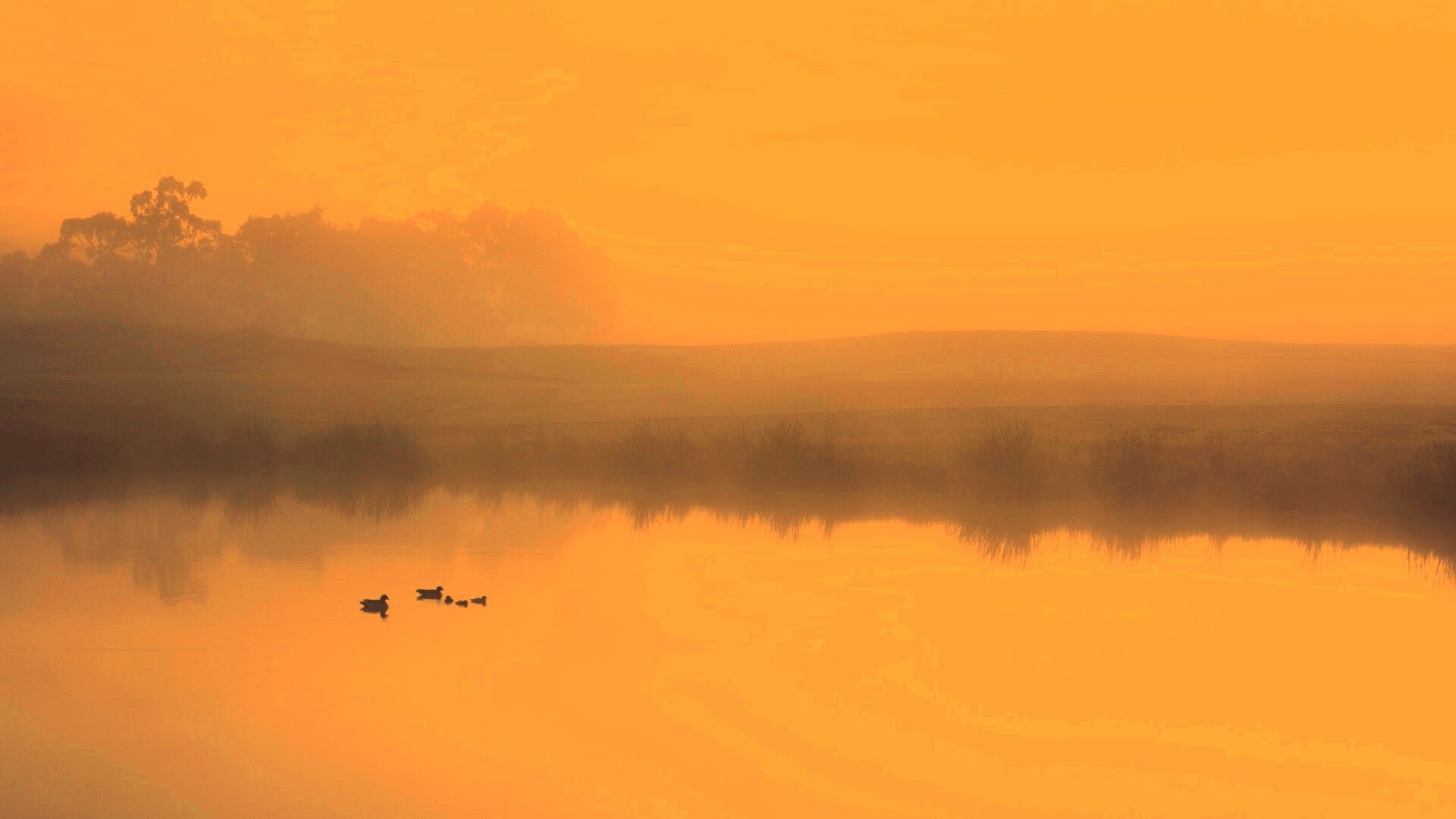 Ducks on a Misty Pond обои