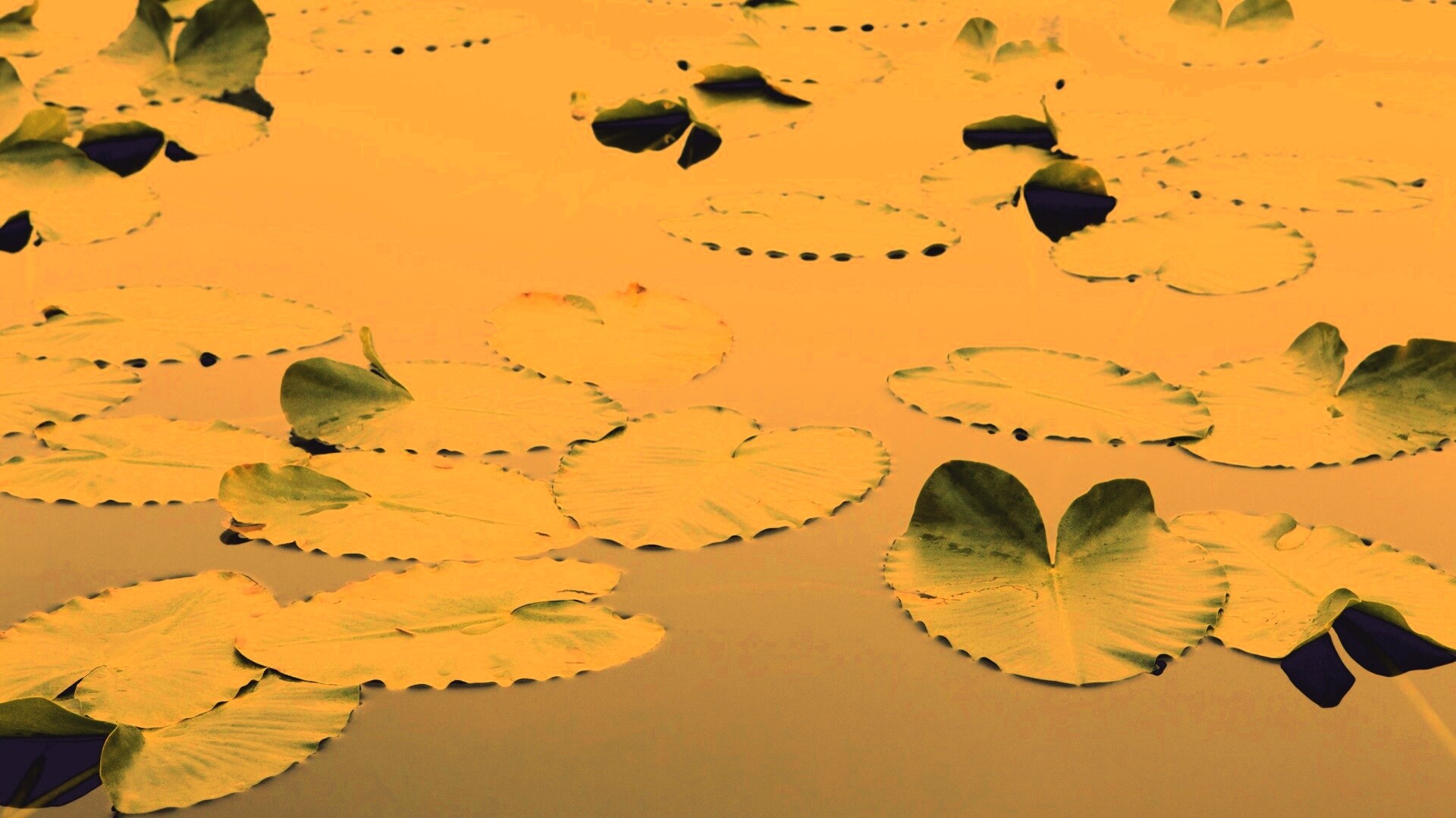 Плавающие листья обои