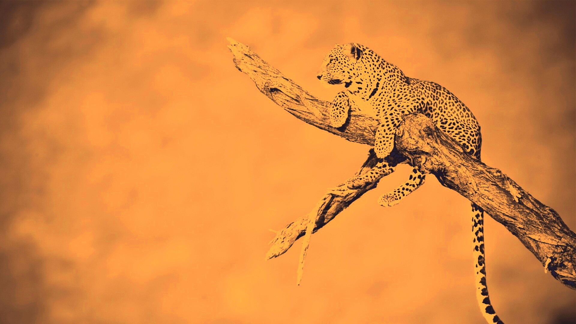 Ягуар на дереве обои