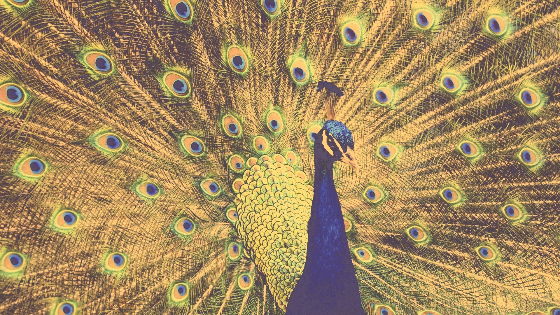 Красивый павлин обои