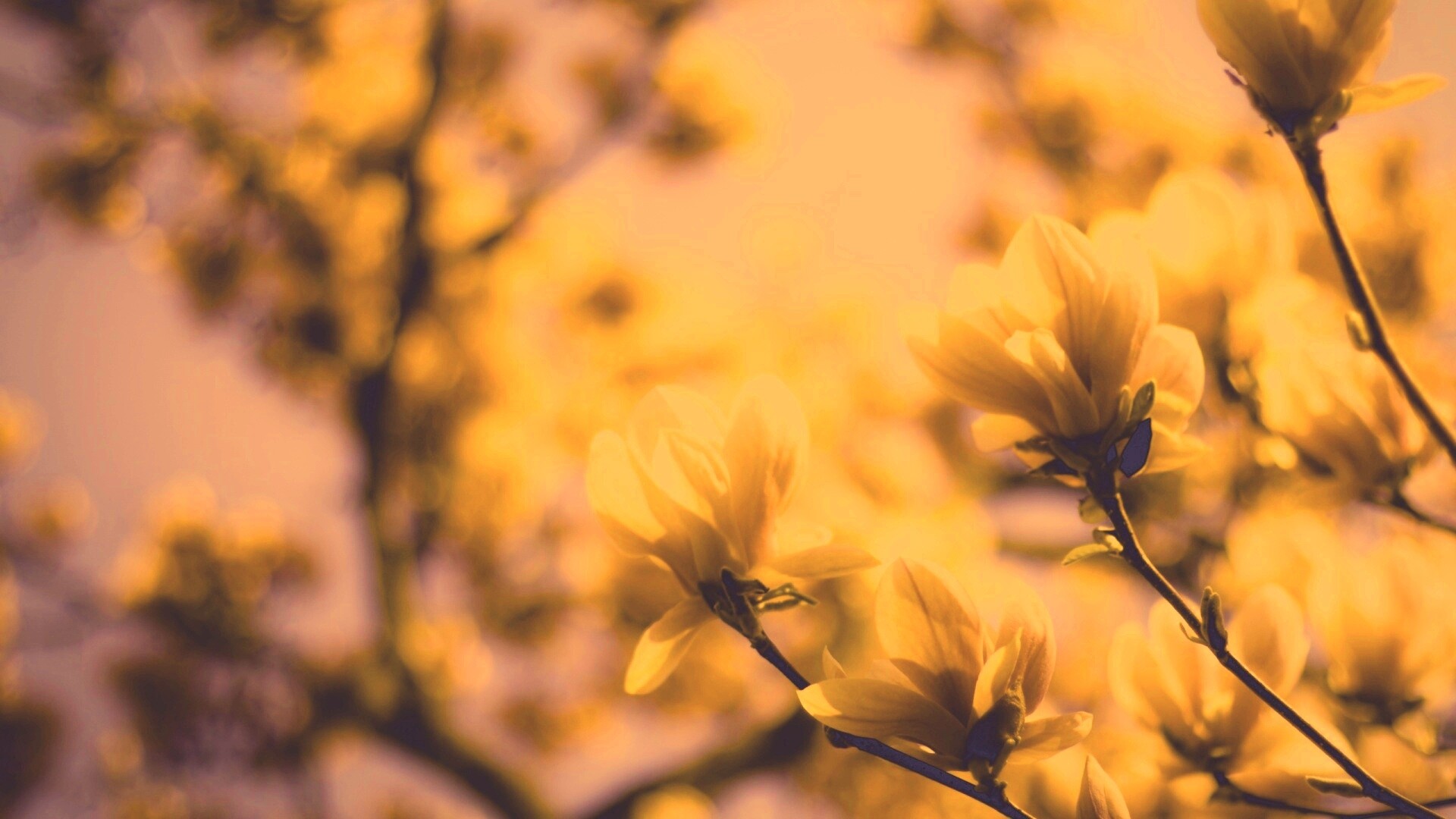 Желтые цветы распустились обои