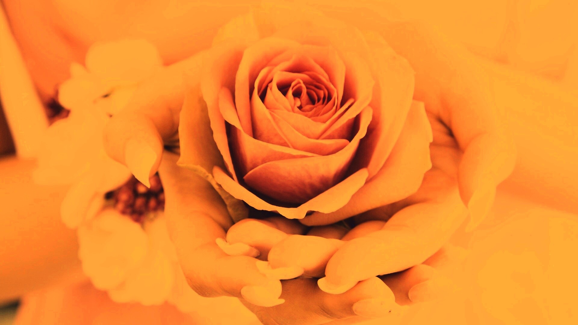 Роза в женских руках обои