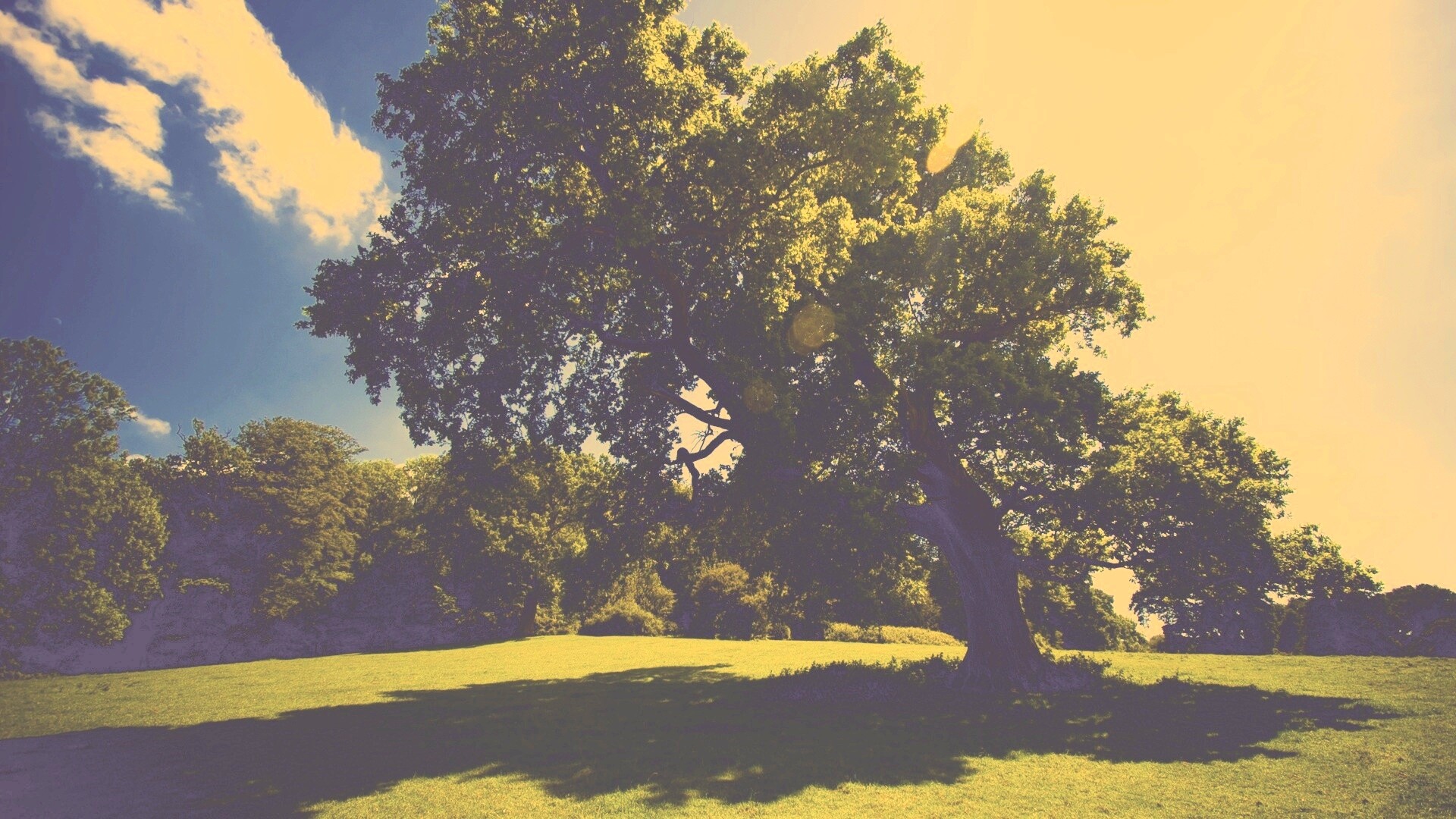 Большое зеленое дерево на лужайке обои