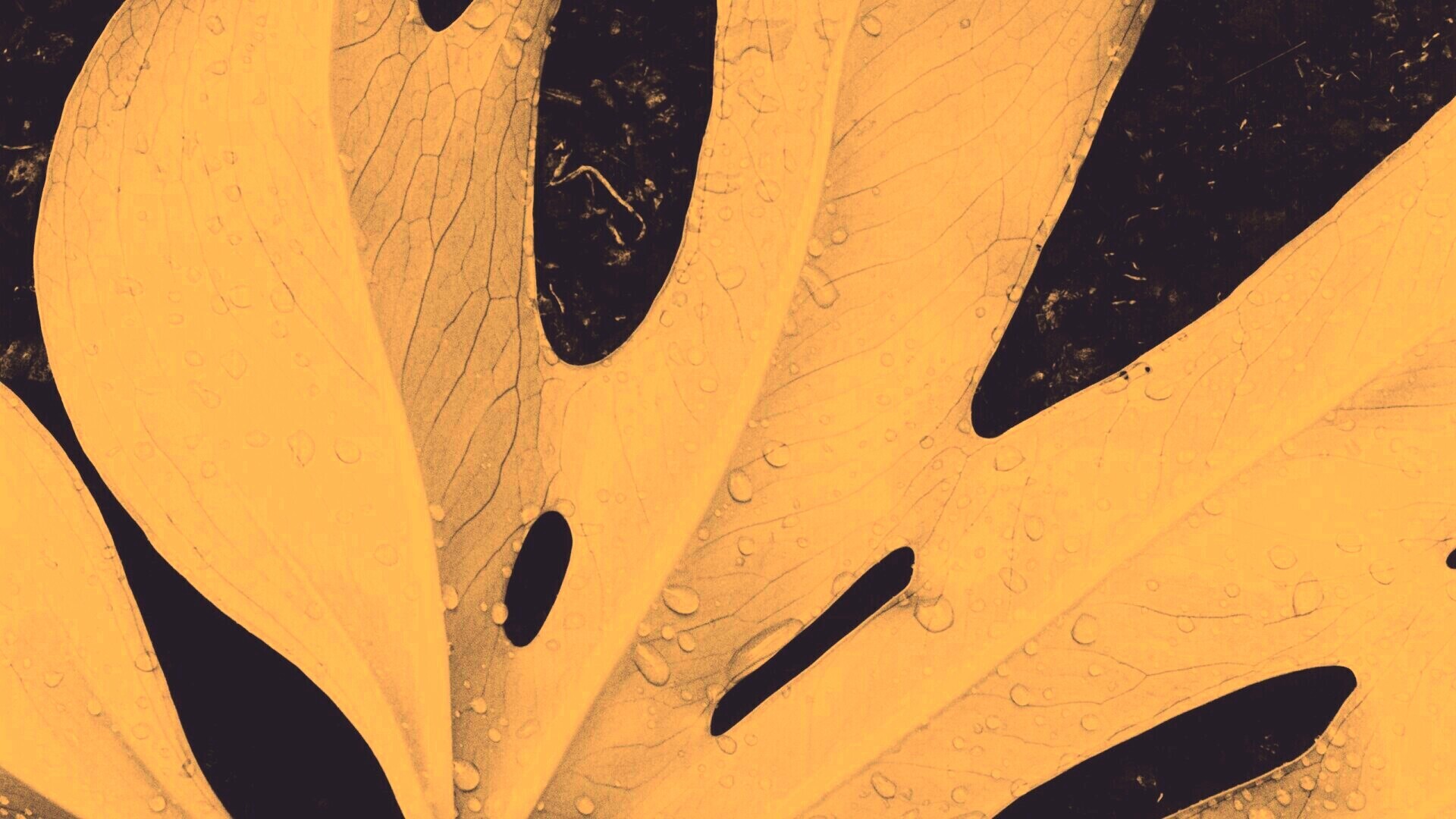 Белый лист обои