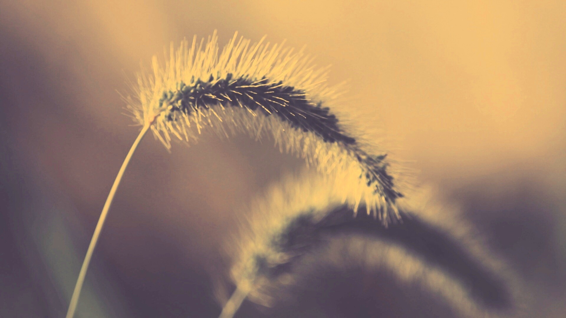 Травинка обои