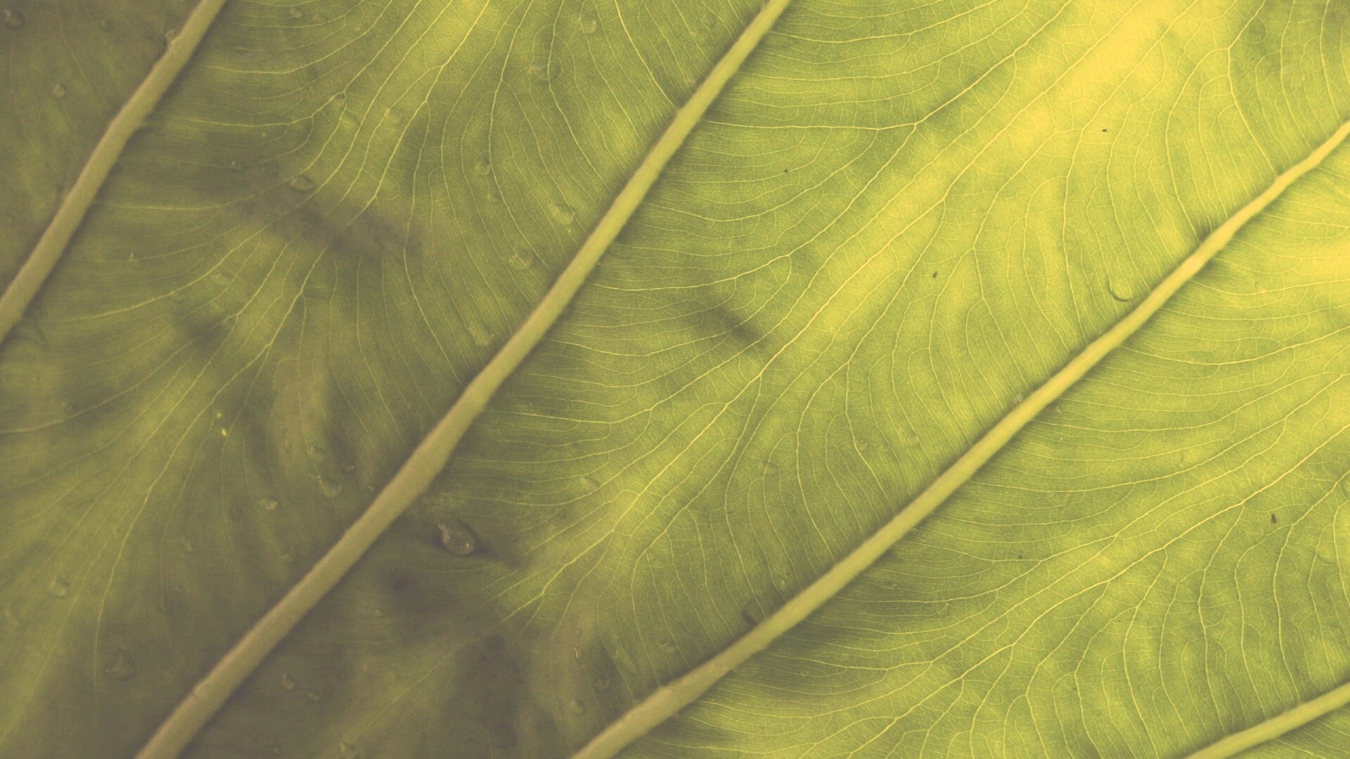 Прожилки на листе обои