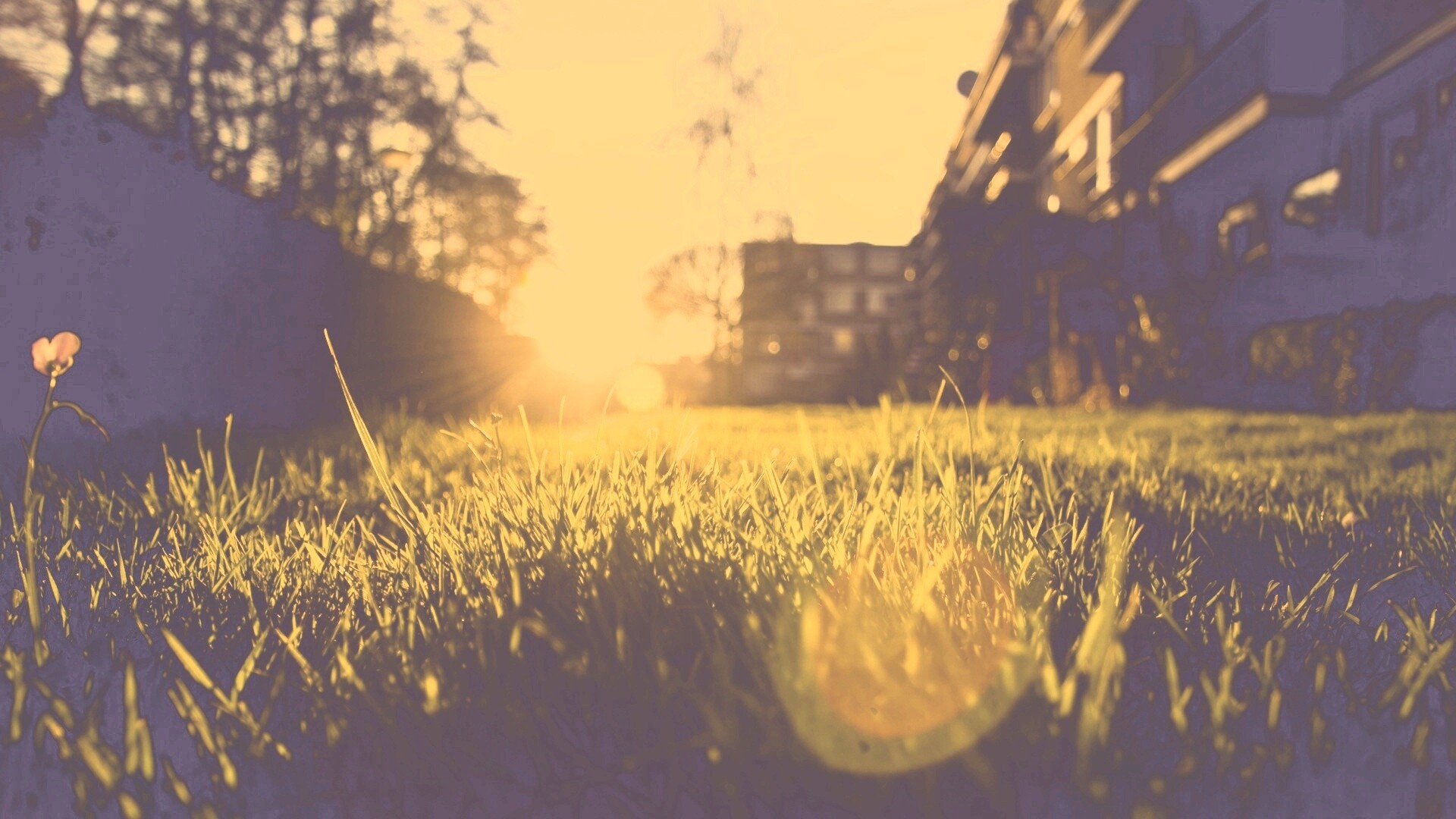 Трава во дворе обои