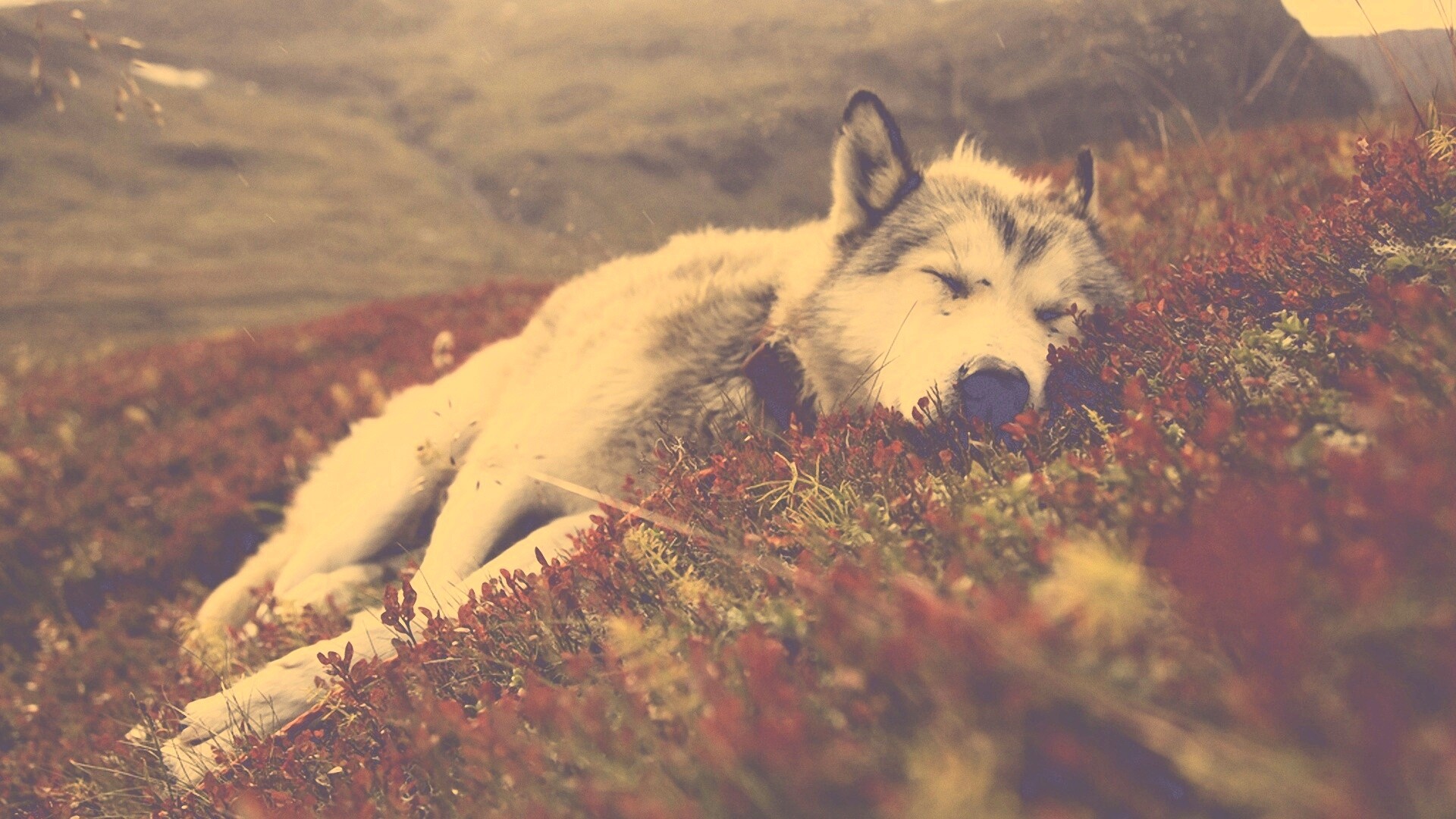 Лапа в цветах обои