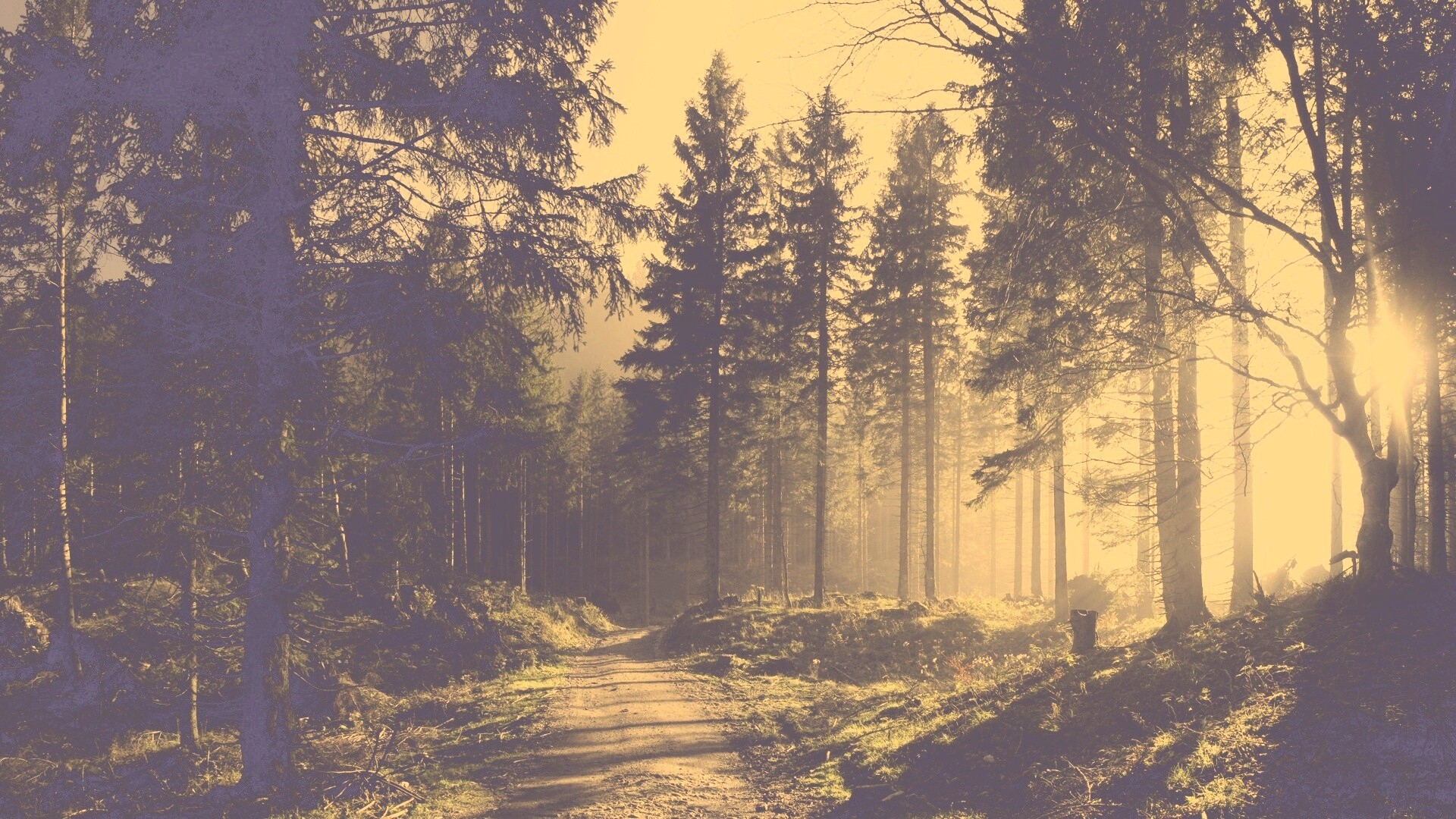 Лесная дорога обои