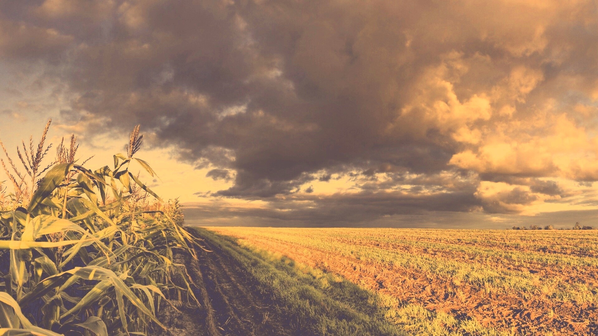 Кукурузное поле обои