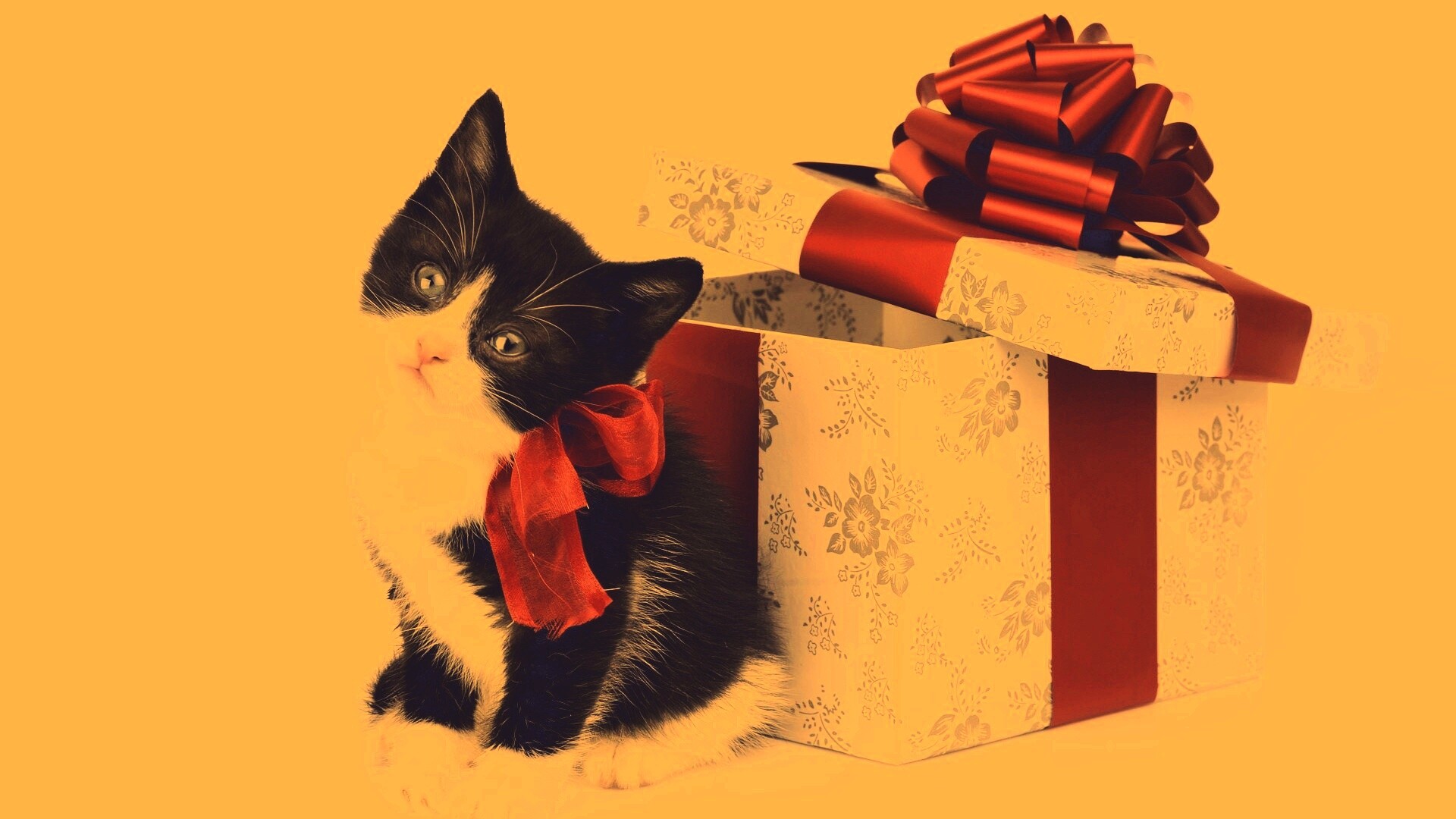 Пушистый подарок обои