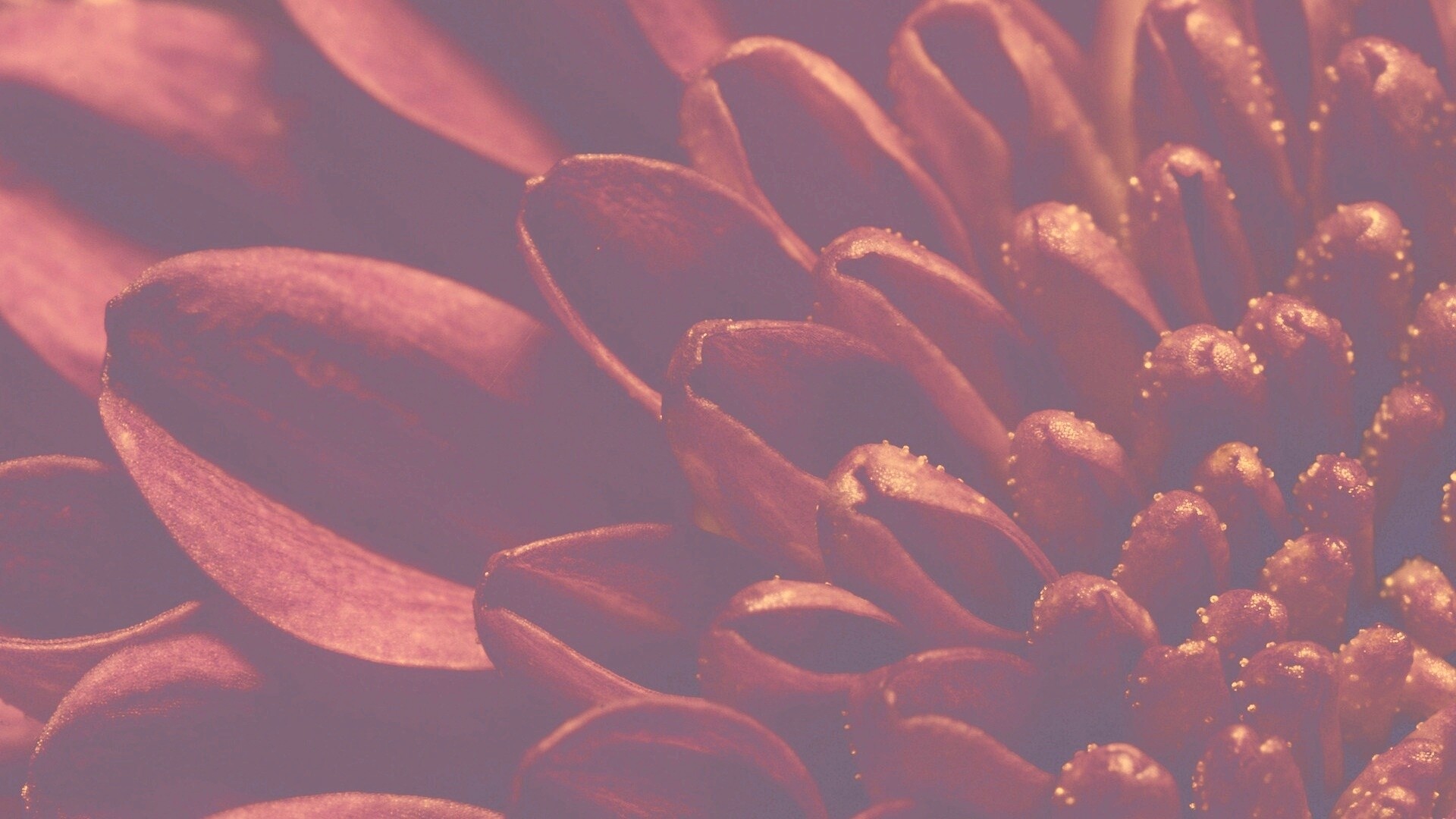 Лепестки хризантемы обои