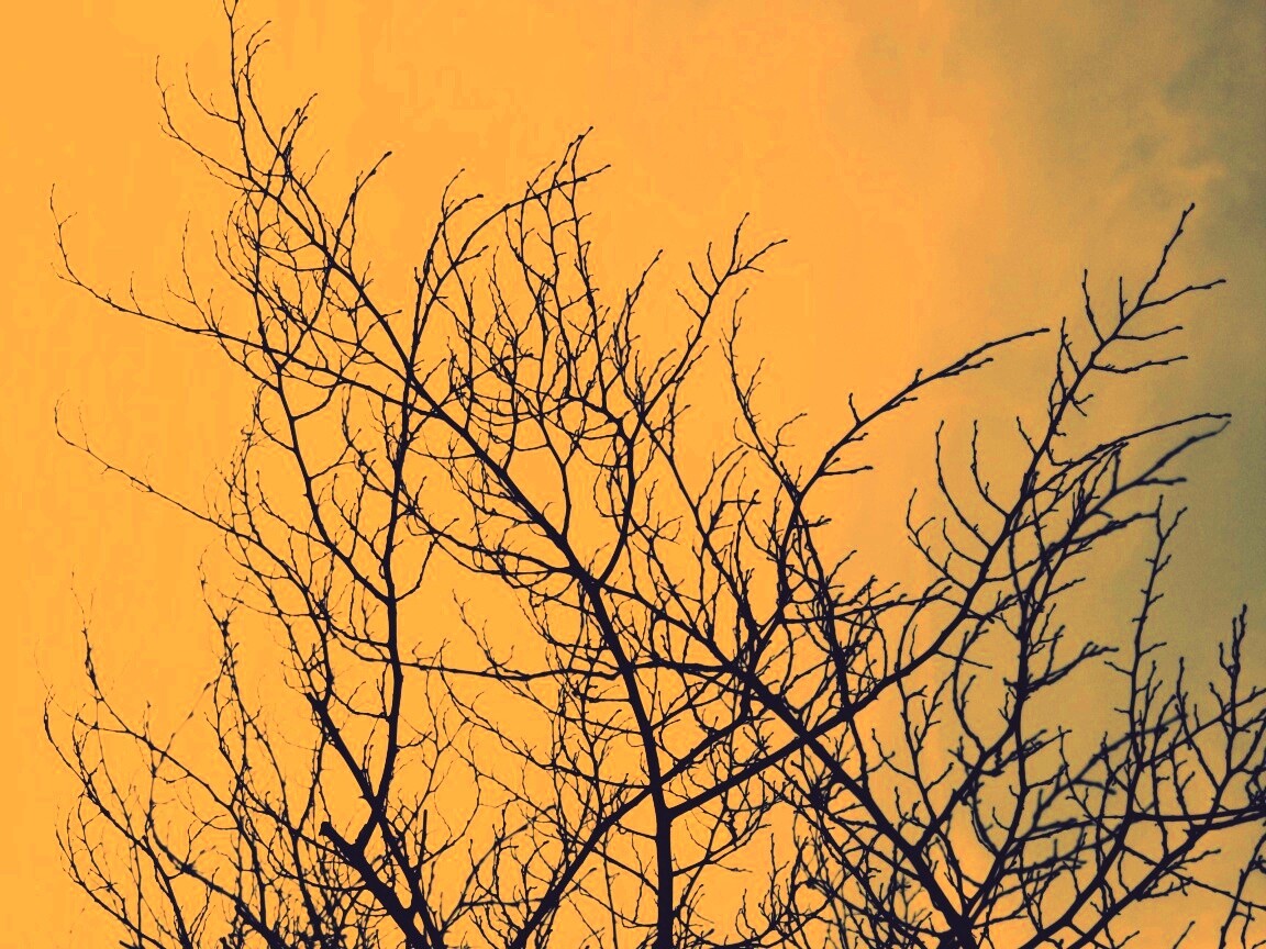 Ветвистое дерево обои