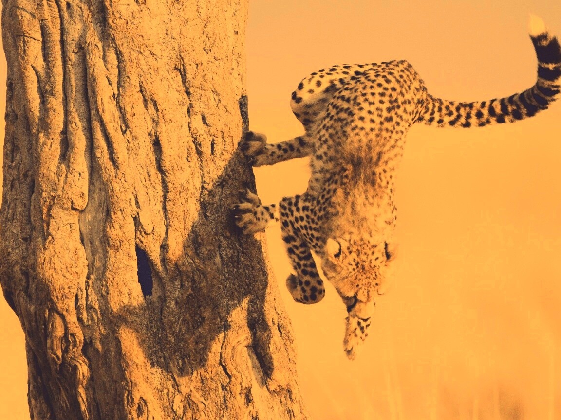 Скалолаз обои