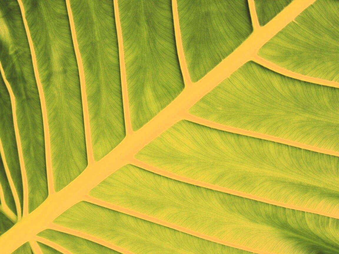 Пальмовый лист обои