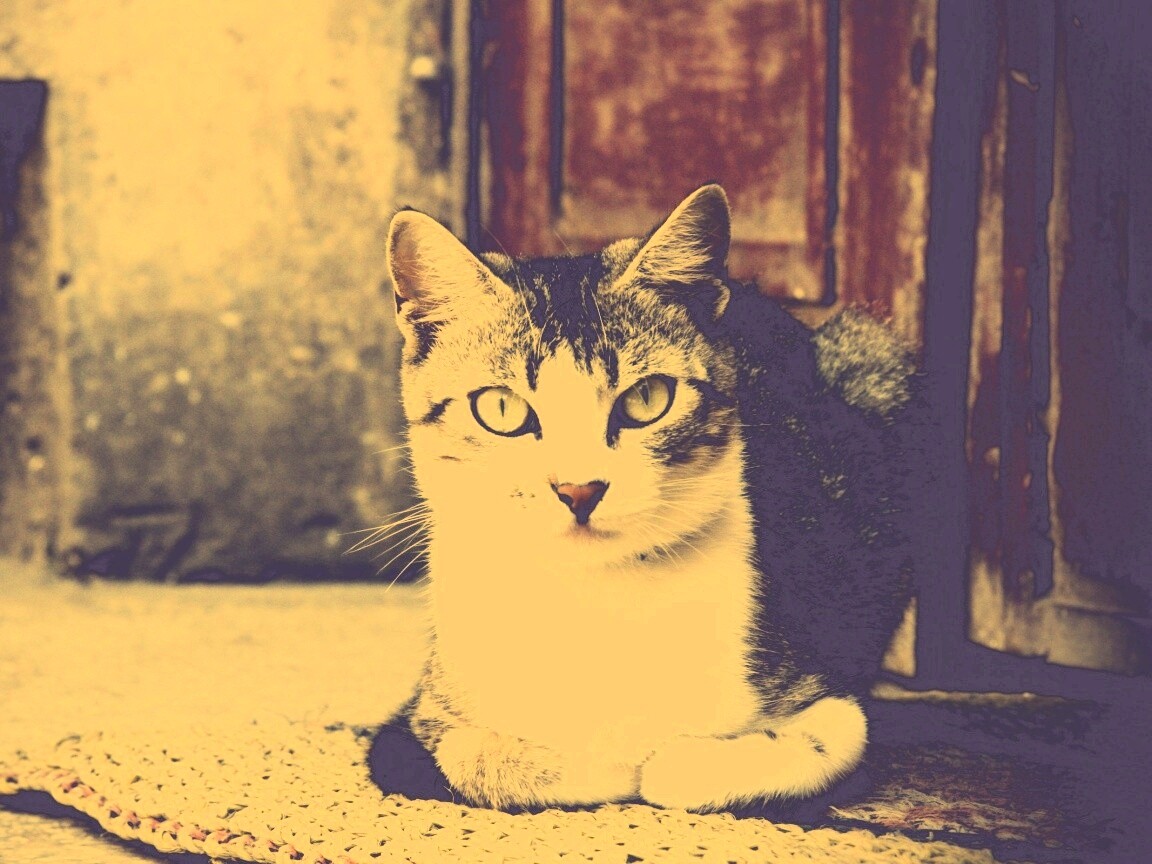 Кошечка на подстилке обои